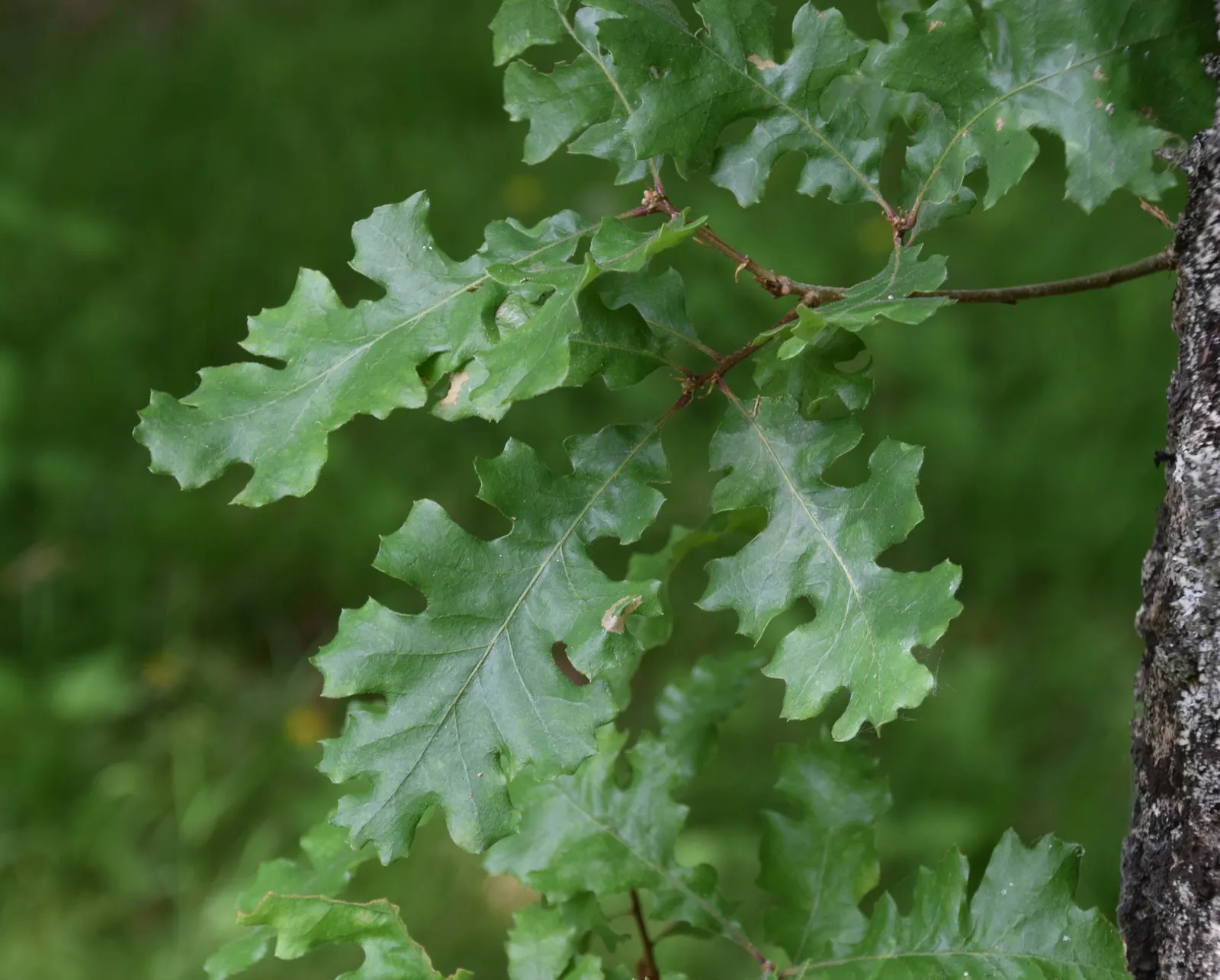 Valley Oak (Quercus Lobata) — Capable of living for several centuries