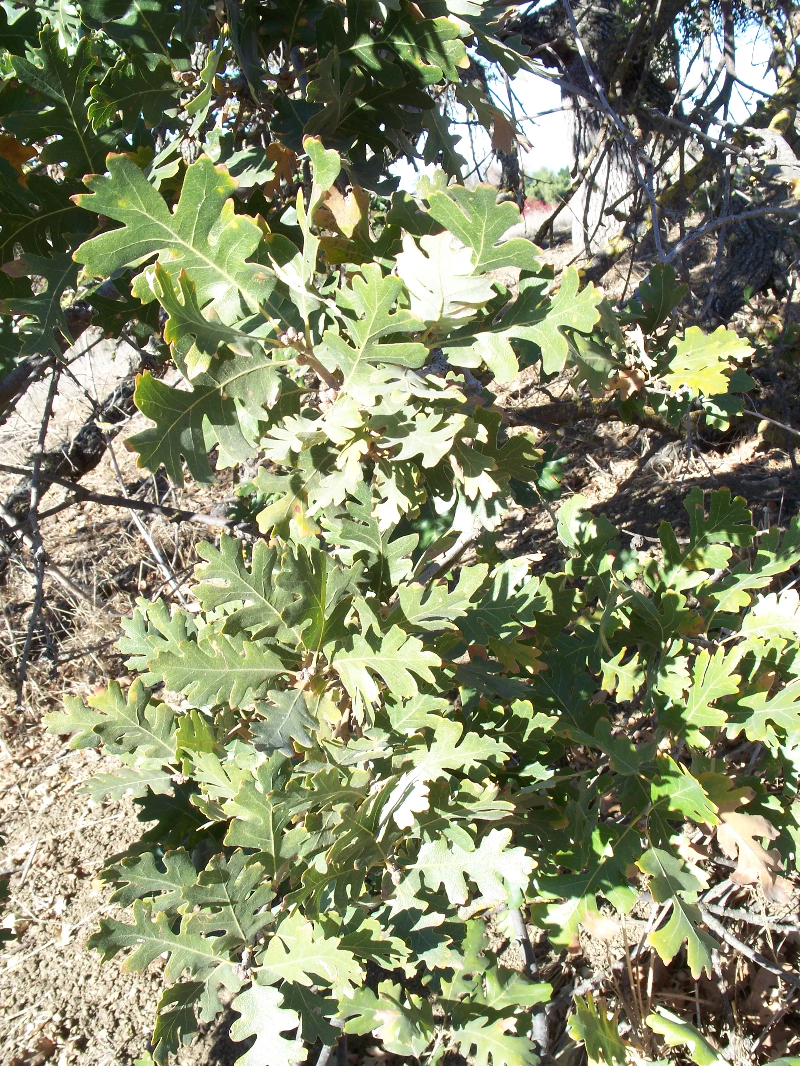 Valley Oak (Quercus Lobata) — Its deeply lobed leaves offer lush summer greenery, turning gold in fall; although they are drought-tolerant once