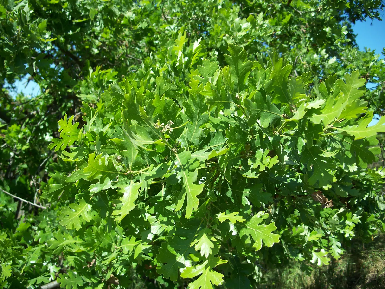 Valley Oak (Quercus Lobata) — Valley Oak (Quercus lobata), a stately native Californian, is revered for its grandeur and longevity