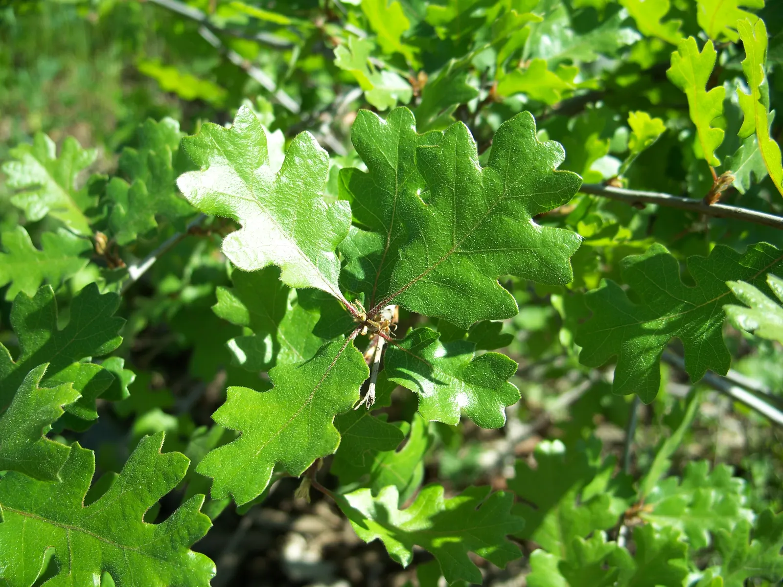 Valley Oak (Quercus Lobata) — is a deciduous tree prized for its grand stature and elegant branches