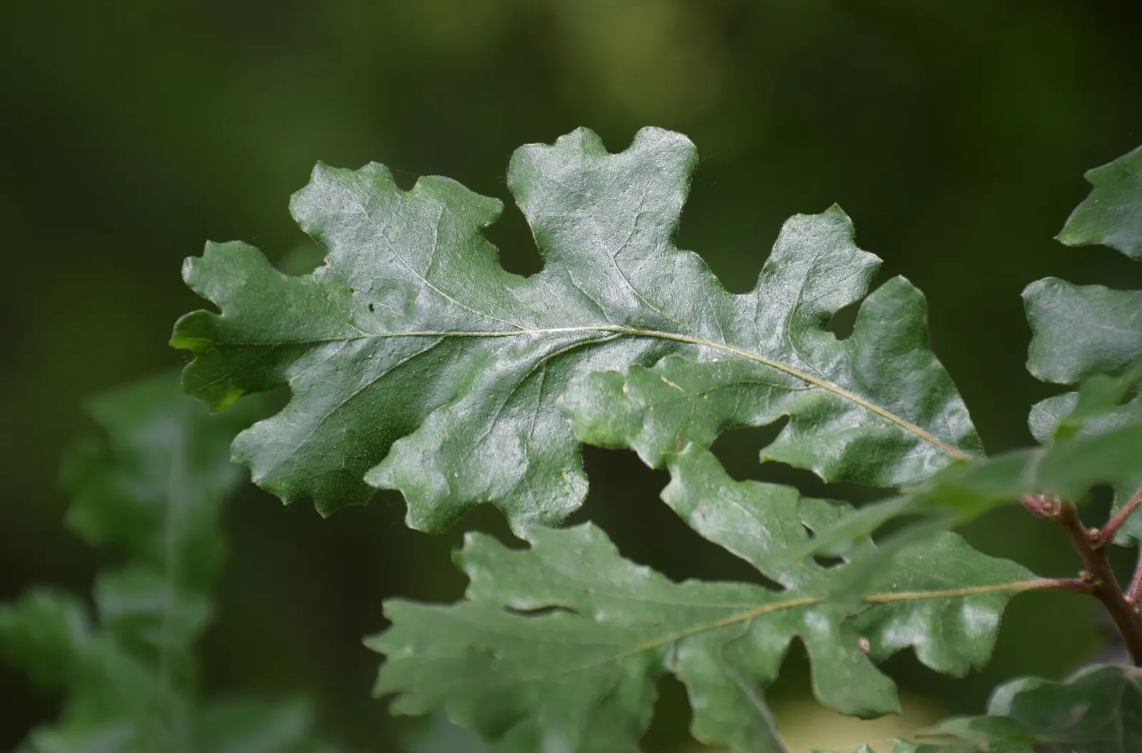 Valley Oak (Quercus Lobata) — which later yield to acorns that are often a food source for local wildlife