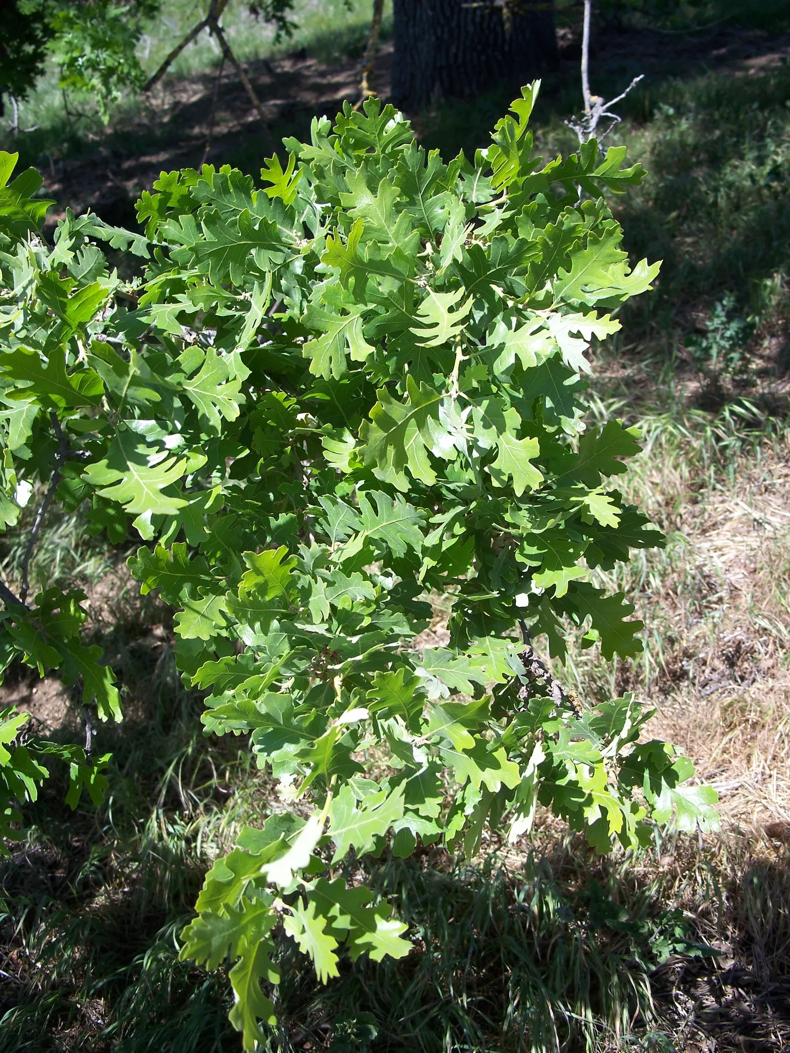 Valley Oak (Quercus Lobata) — is a deciduous tree prized for its grand stature and elegant branches; these oaks thrive in full sun exposure and prefer