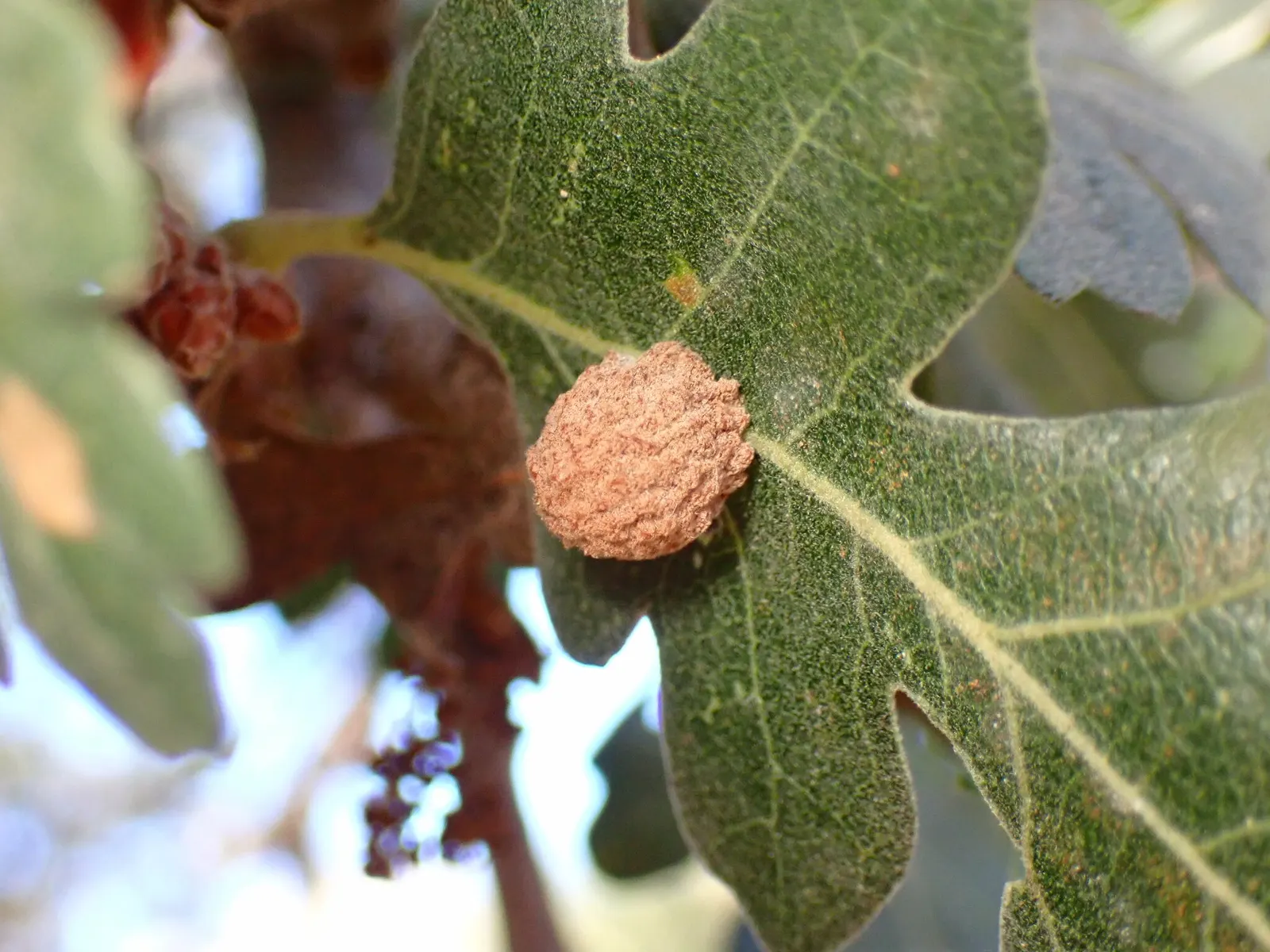 Valley Oak (Quercus Lobata) — making it an excellent choice for a focal point in spacious landscape designs