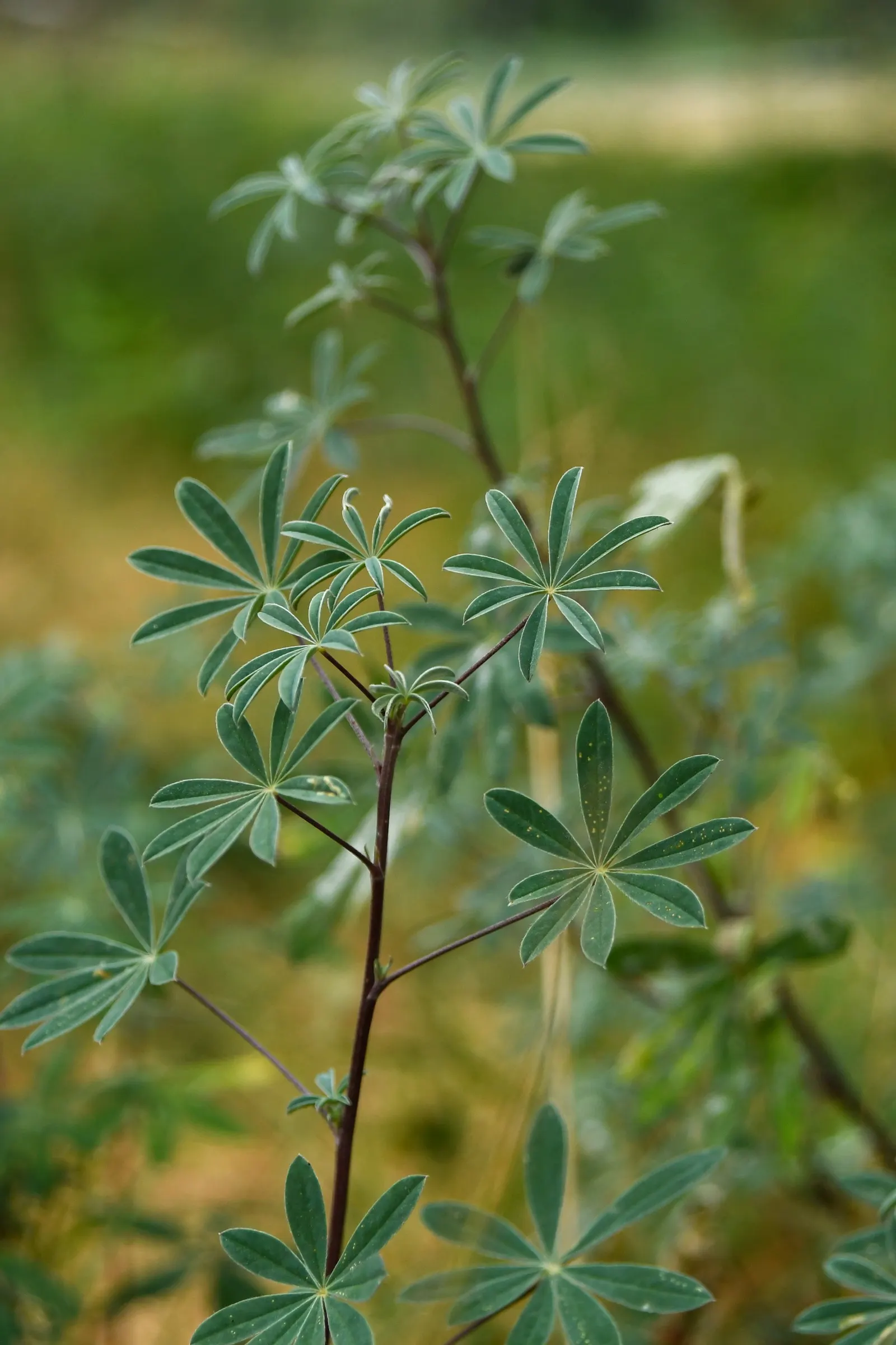 Valley Oak (Quercus Lobata) — Its substantial presence requires a significant amount of space and unhindered room for root growth; valley Oak (Quercus lobata)