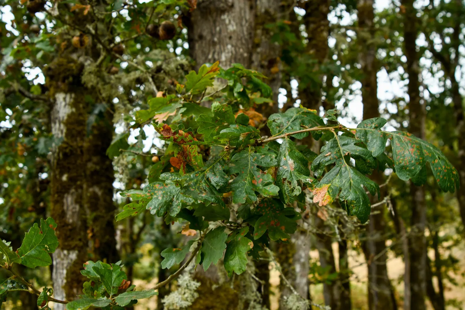 Valley Oak (Quercus Lobata) — This California native can reach impressive sizes