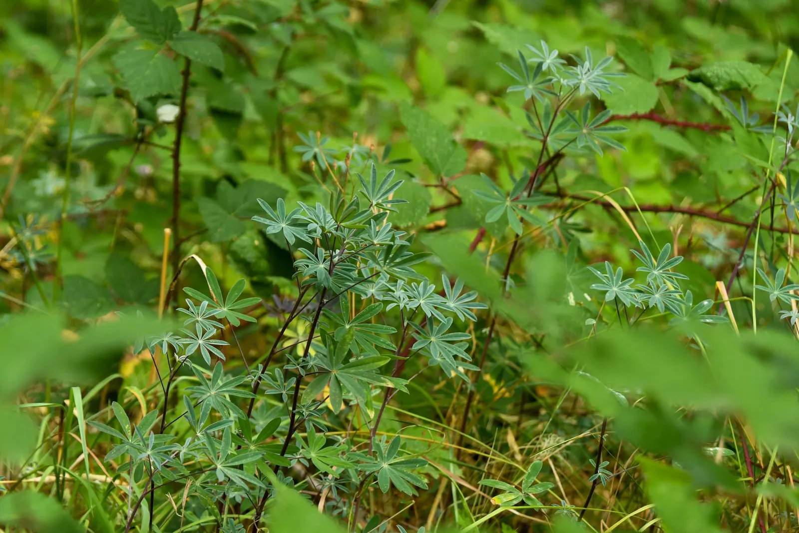 Valley Oak (Quercus Lobata) — Suitable for larger landscapes, it requires ample space and thrives in full sun with deep, well-draining soil; its deeply lobed