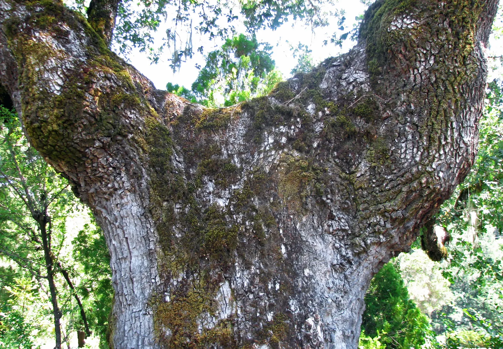 Valley Oak (Quercus Lobata) — typically growing to heights of 40 to 70 feet with a canopy spread of 60 to 100 feet at maturity