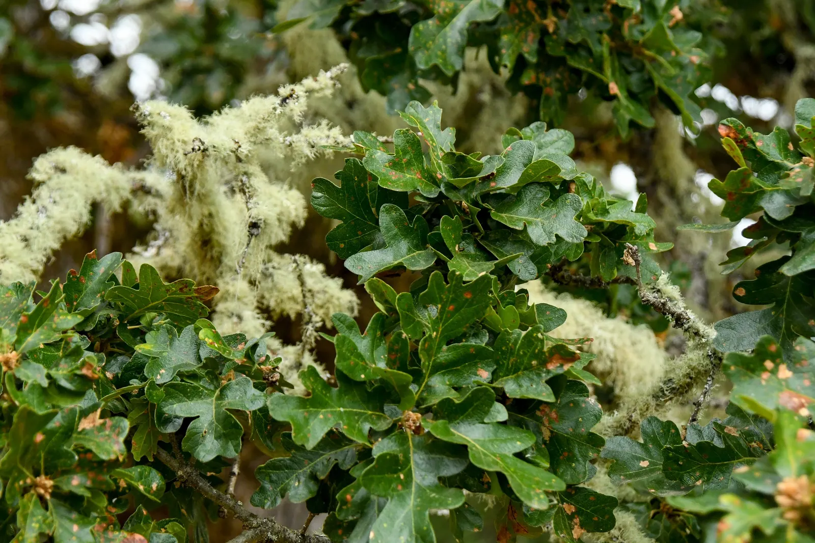Valley Oak (Quercus Lobata) — Water-wise, it's drought-tolerant once established, embodying resilience and natural beauty; its substantial presence requires a