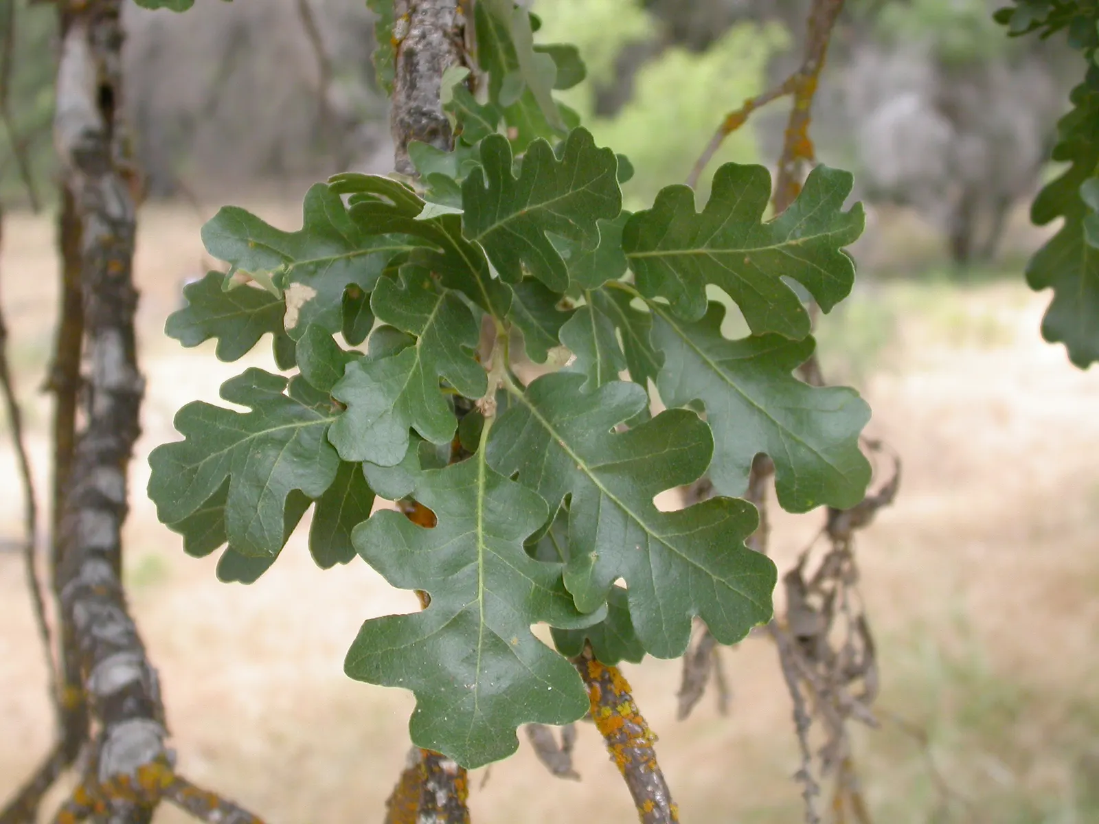 Valley Oak (Quercus Lobata) — which later yield to acorns that are often a food source for local wildlife; it produces yellow-green catkins
