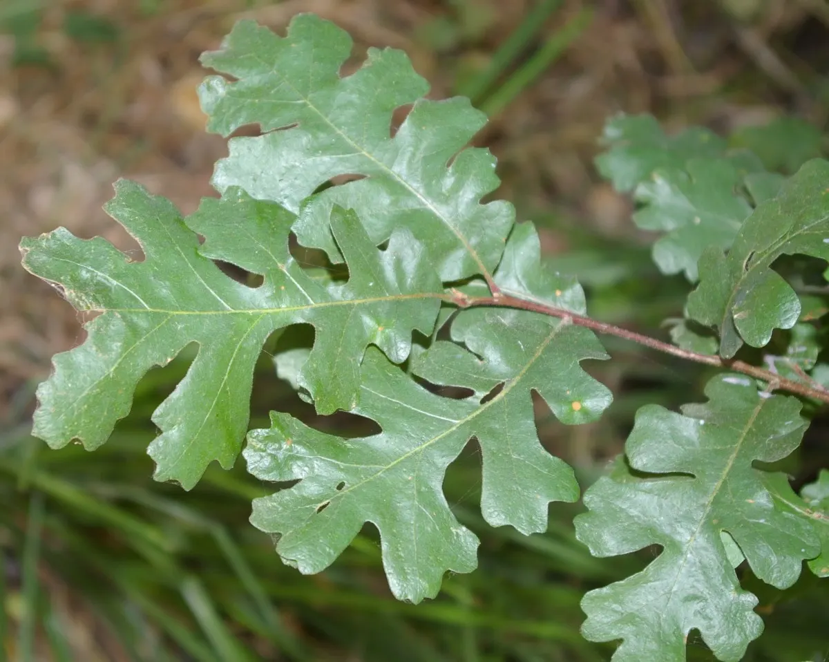 Valley Oak (Quercus Lobata) — making it an excellent choice for a focal point in spacious landscape designs; this deciduous giant can reach heights of 70 ft