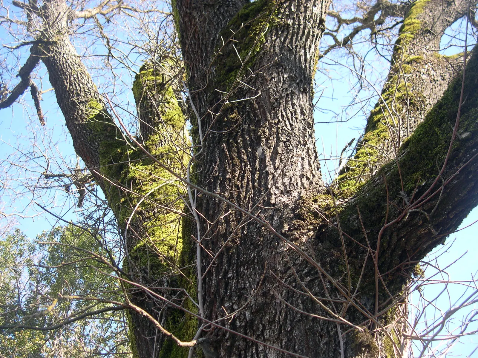 Valley Oak (Quercus Lobata) — rich green leaves that turn gold to yellow-brown in the fall