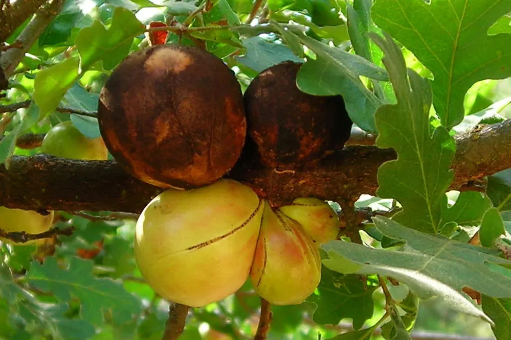 Valley Oak (Quercus Lobata) — Its substantial presence requires a significant amount of space and unhindered room for root growth