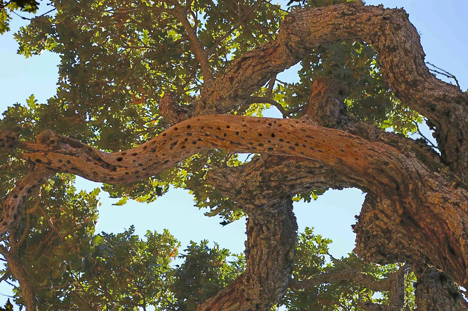 Valley Oak (Quercus Lobata) — Capable of living for several centuries; awe-inspiring addition to the landscape for generations to enjoy