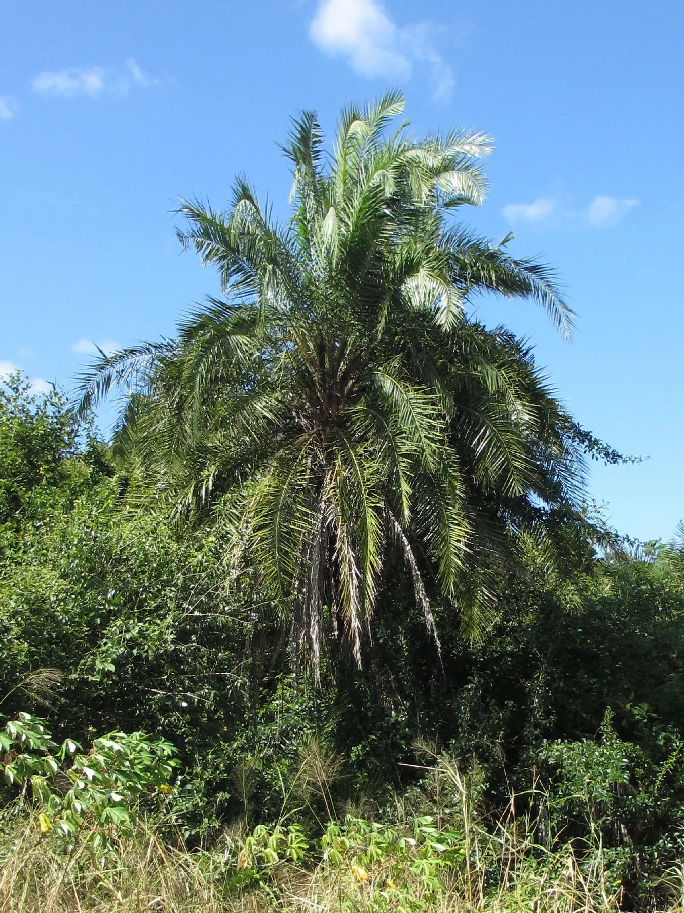 Senegal Date Palm (Phoenix reclinata) — The pinnate leaves boast a rich green color that imparts a lush aesthetic throughout the year