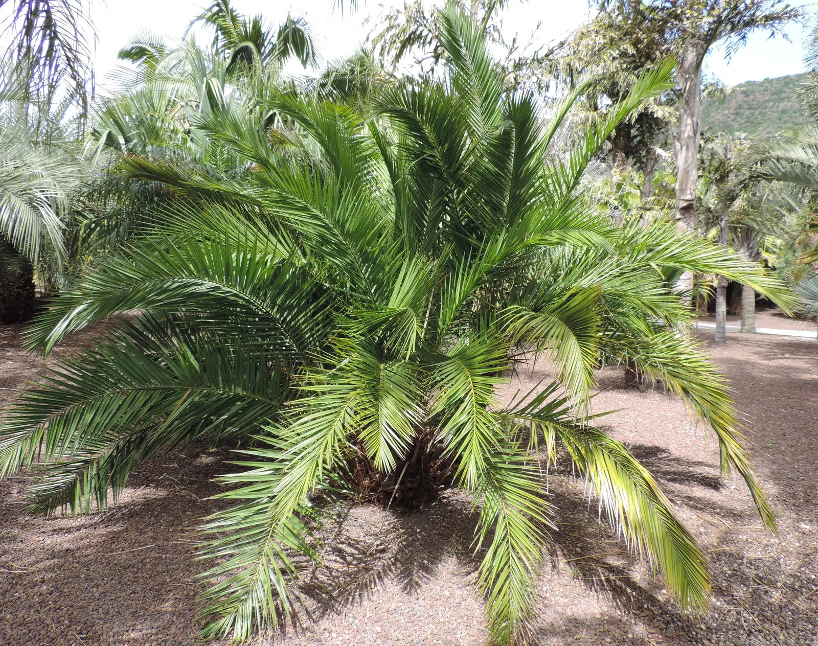 Senegal Date Palm (Phoenix reclinata) — Suckering habit can crowd landscape if not pruned
