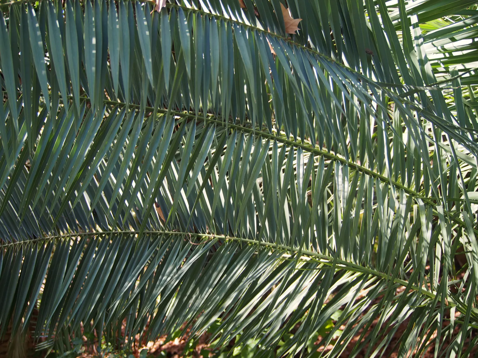 Senegal Date Palm (Phoenix reclinata) — Suckering habit can crowd landscape if not pruned; ornamental specimen with a clustering growth pattern