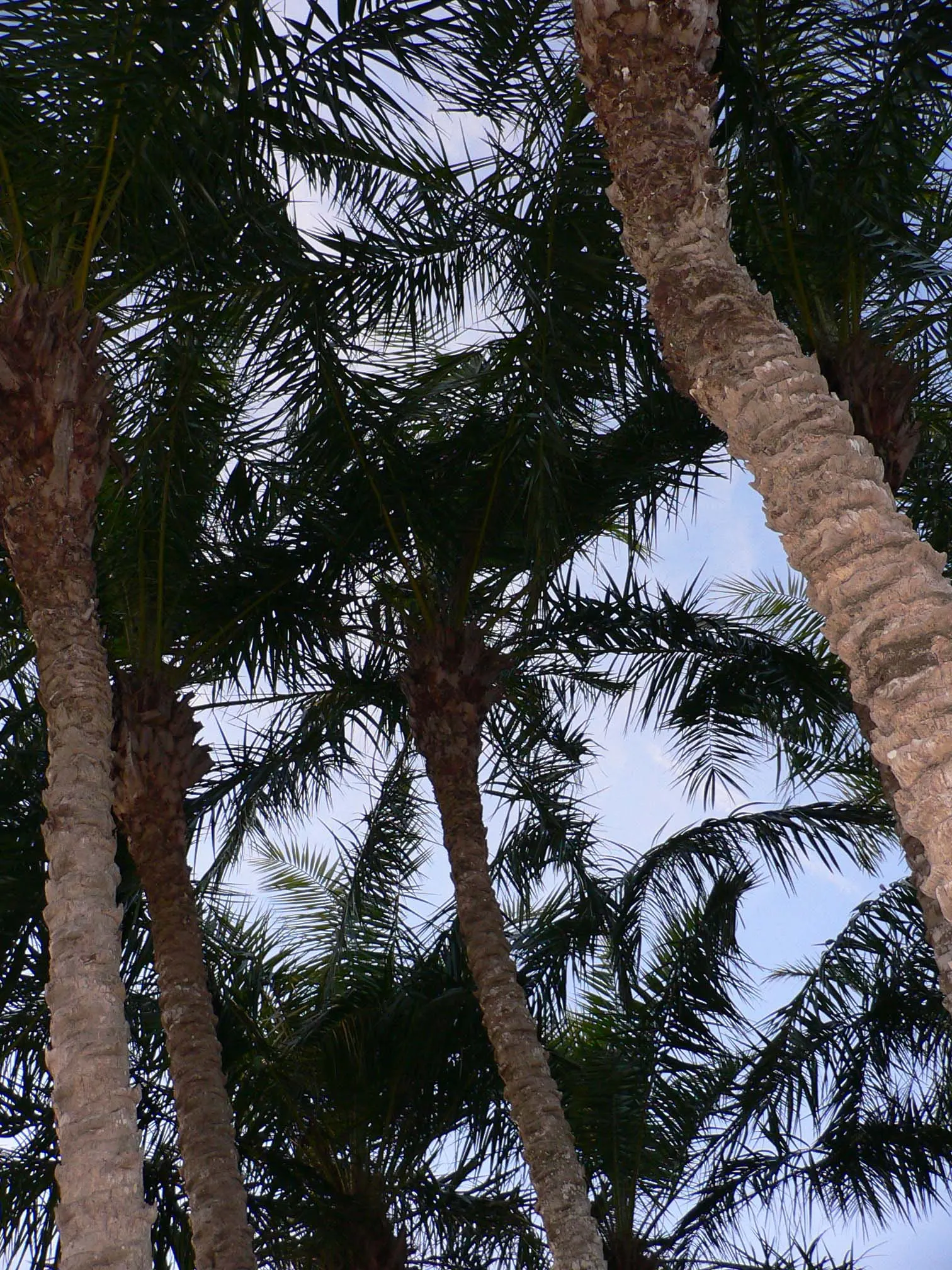 Senegal Date Palm (Phoenix reclinata) — Adds exotic appeal, ideal for focal points in large-scale designs