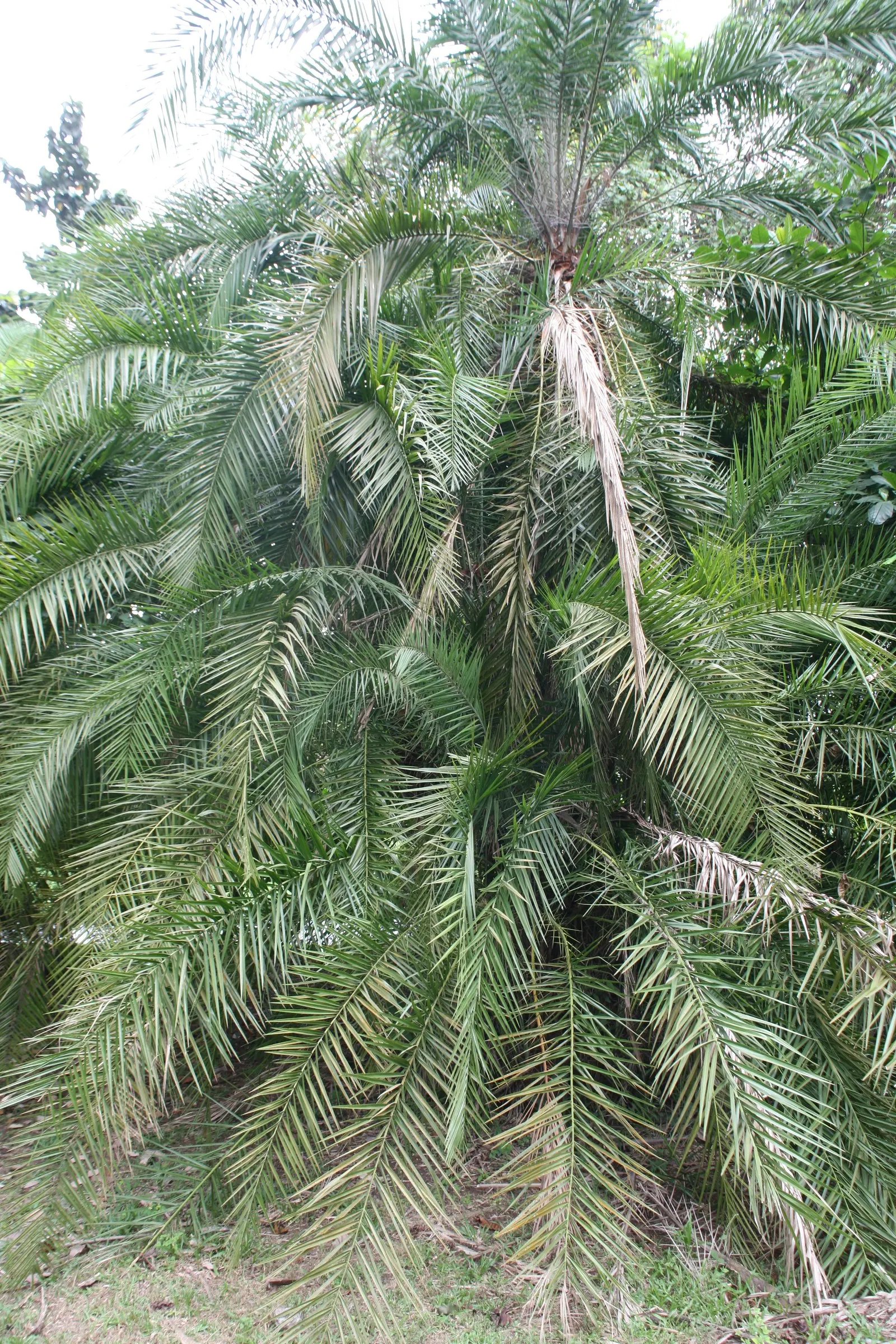Senegal Date Palm (Phoenix reclinata) — This elegant palm is recognized for its striking clumping growth habit, image 29