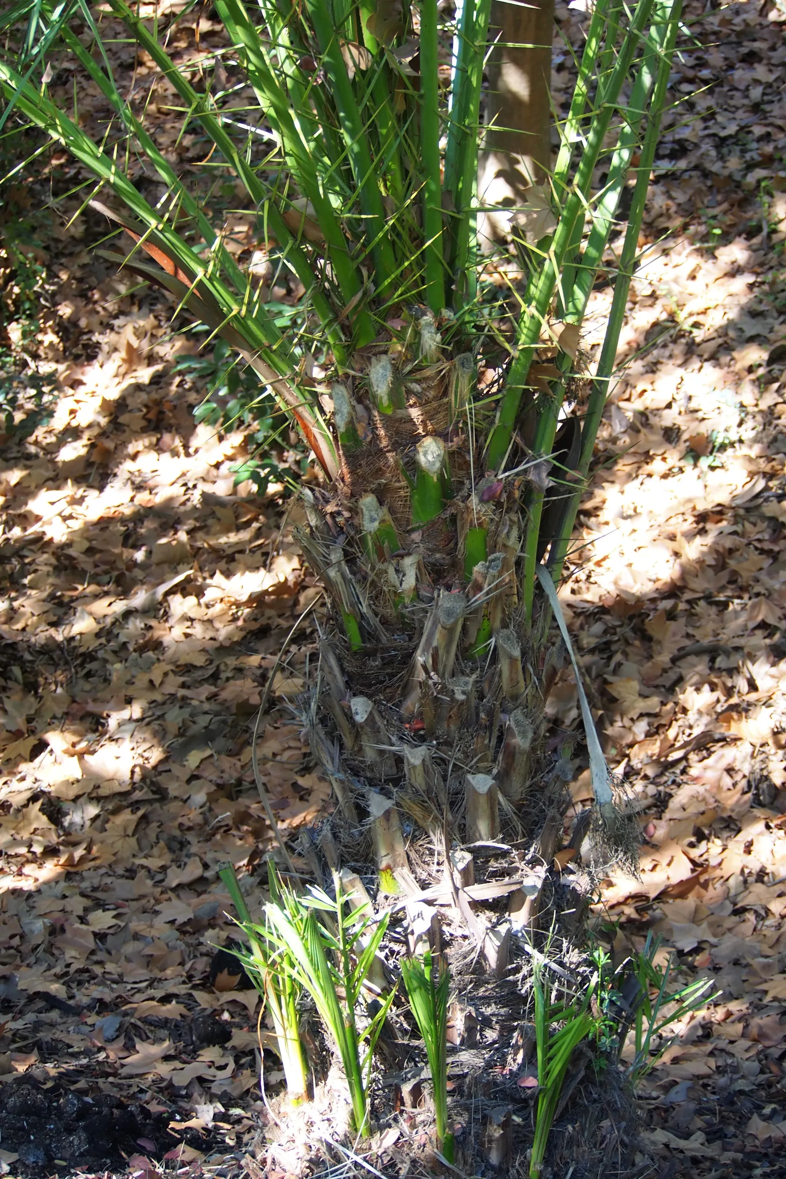 Senegal Date Palm (Phoenix reclinata) — Displays gracefully arching fronds, reaching 10 feet long; cluster multiple specimens in informal groupings to give
