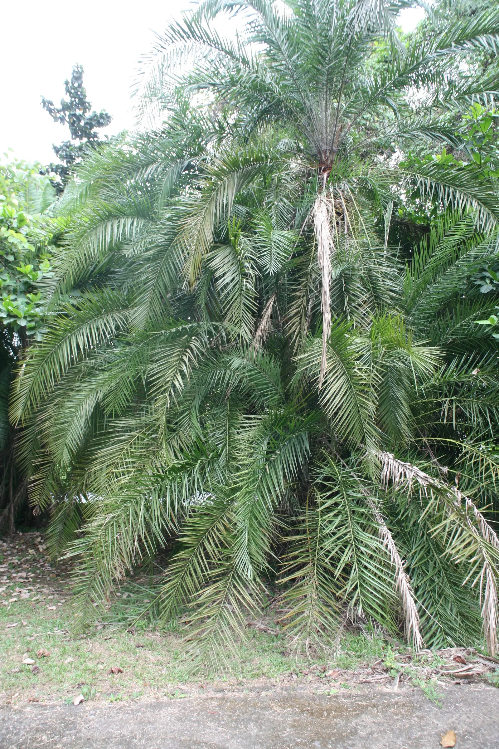 Senegal Date Palm (Phoenix reclinata) — The pinnate leaves boast a rich green color that imparts a lush aesthetic throughout the year; creating a fountain-like