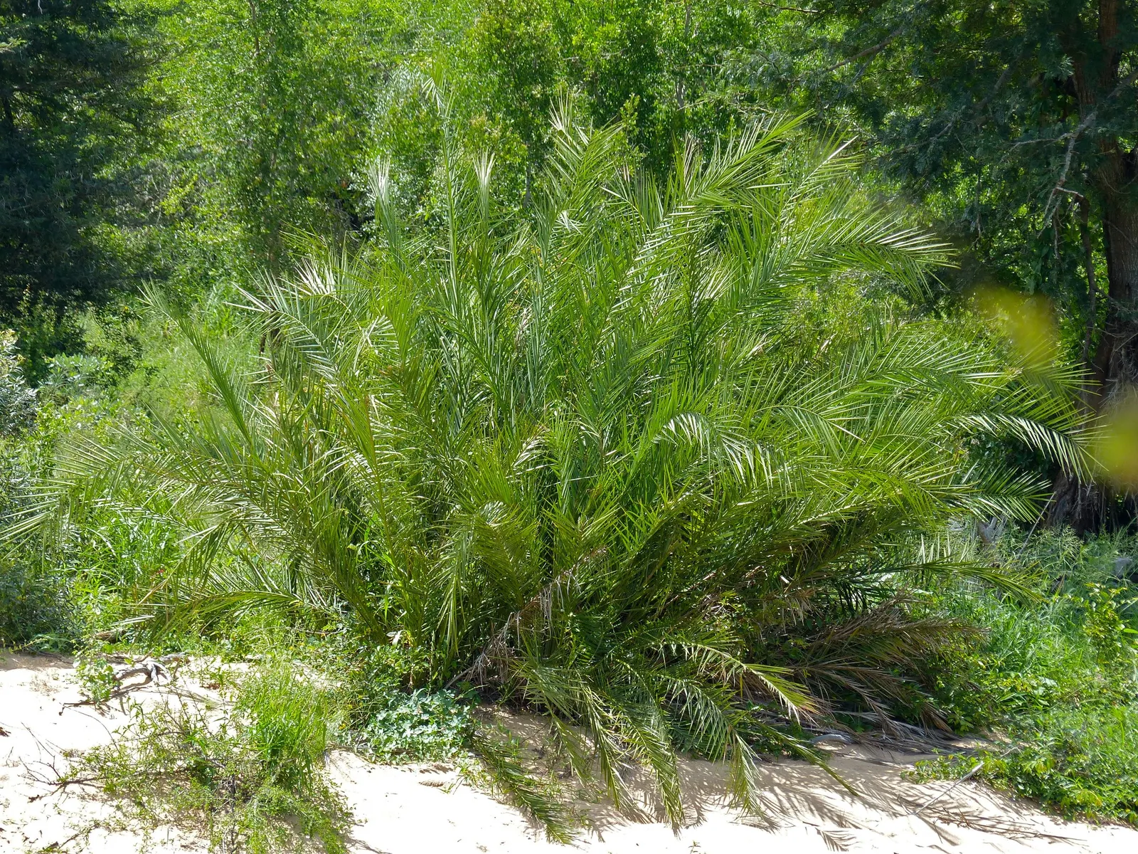 Senegal Date Palm (Phoenix reclinata) — cluster multiple specimens in informal groupings to give your garden a dramatic yet naturalistic focal point
