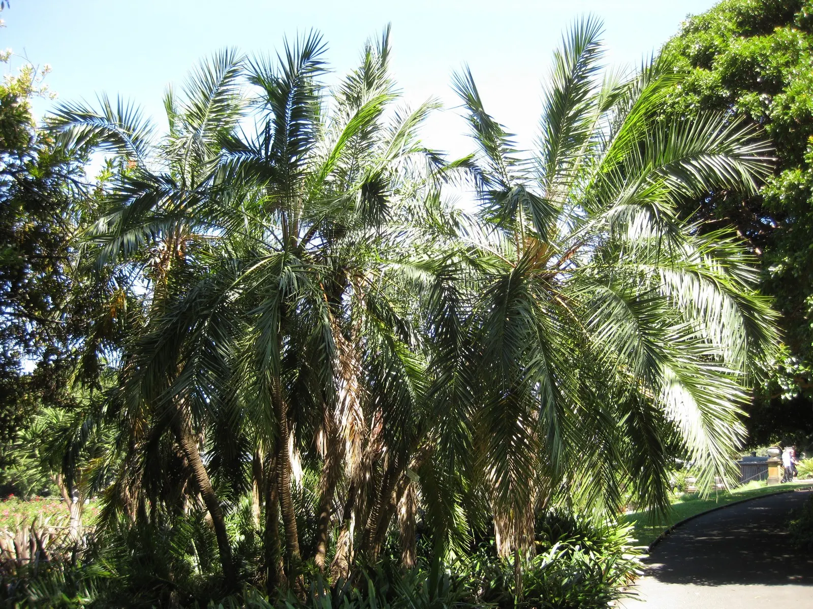 Senegal Date Palm (Phoenix reclinata) — This elegant palm is recognized for its striking clumping growth habit