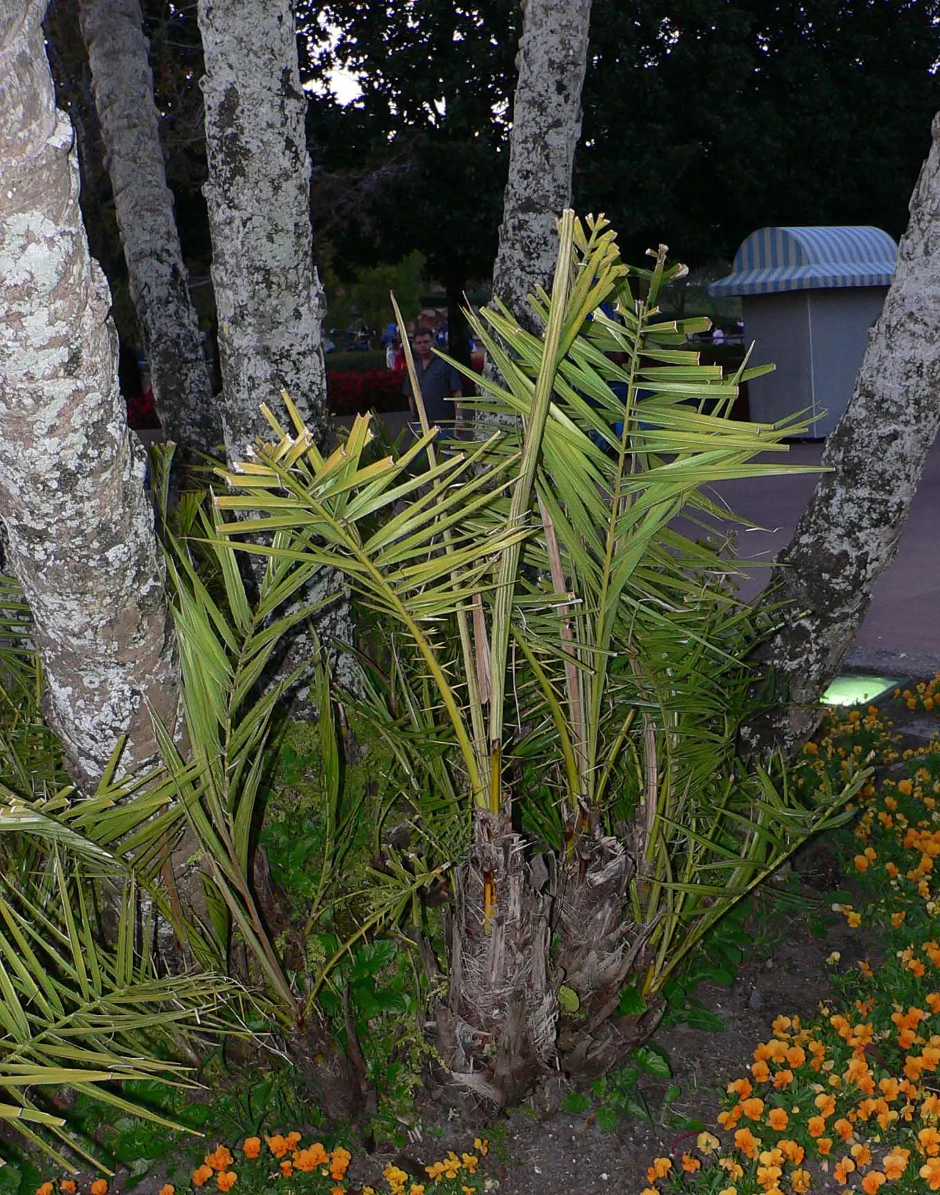 Senegal Date Palm (Phoenix reclinata) — It exhibits moderate tolerance to salt spray