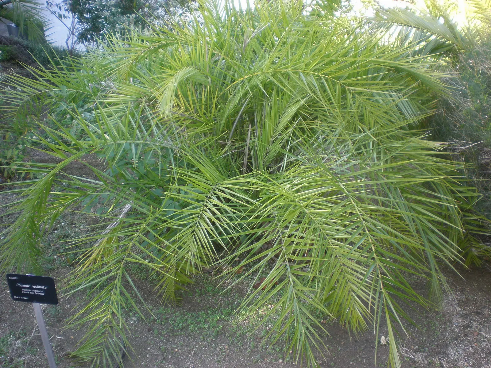 Senegal Date Palm (Phoenix reclinata) — is a graceful and robust species of palm that presents a tropical flair to any landscape design; displays gracefully