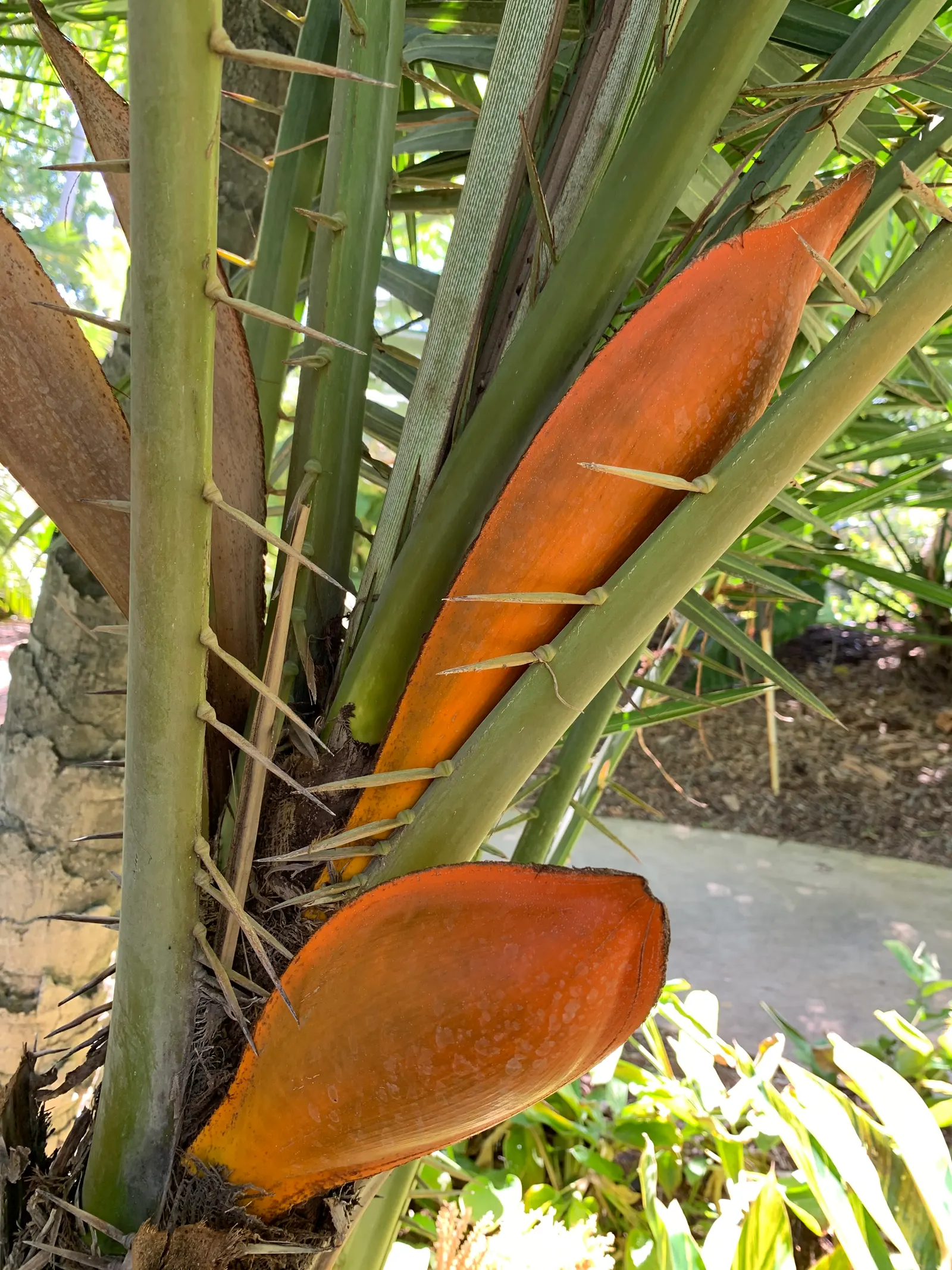 Senegal Date Palm (Phoenix reclinata) — ornamental specimen with a clustering growth pattern; prefers full sun, adapts to various soils, requires moderate water