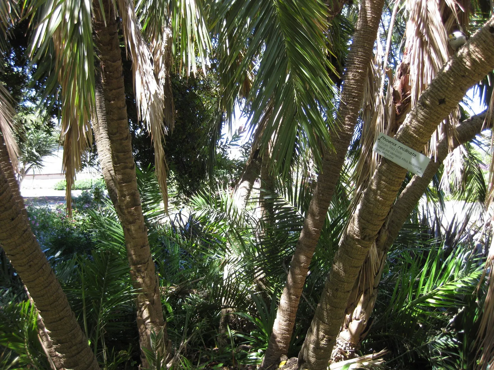 Senegal Date Palm (Phoenix reclinata) — Cold hardy to about 25°F