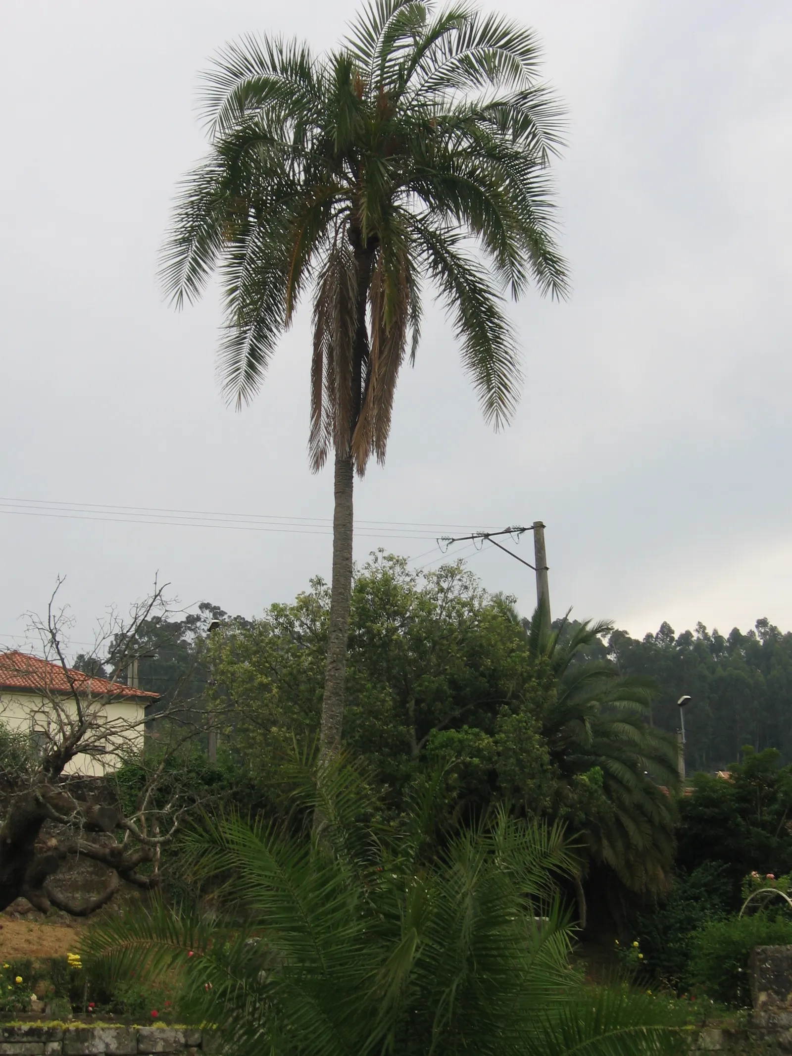 Senegal Date Palm (Phoenix reclinata) — making it suitable for coastal locations.<br><br>As for maintenance requirements