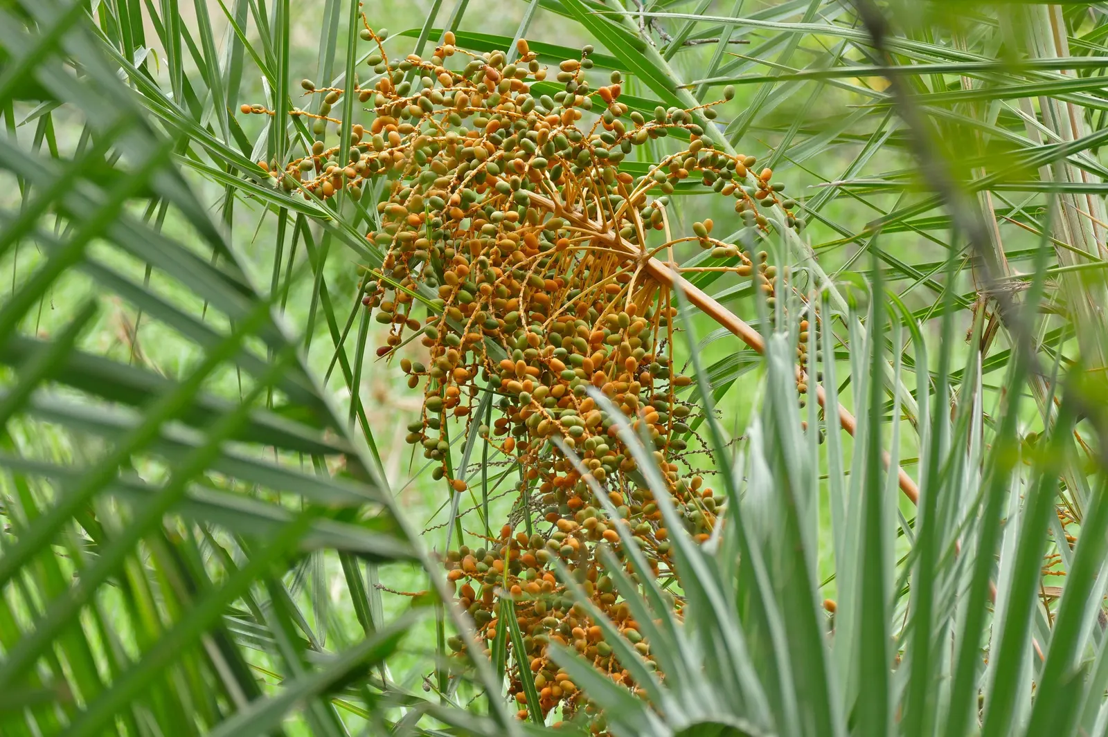 Senegal Date Palm (Phoenix reclinata) — Mature height is typically 20-35 feet with a 15-20 foot spread