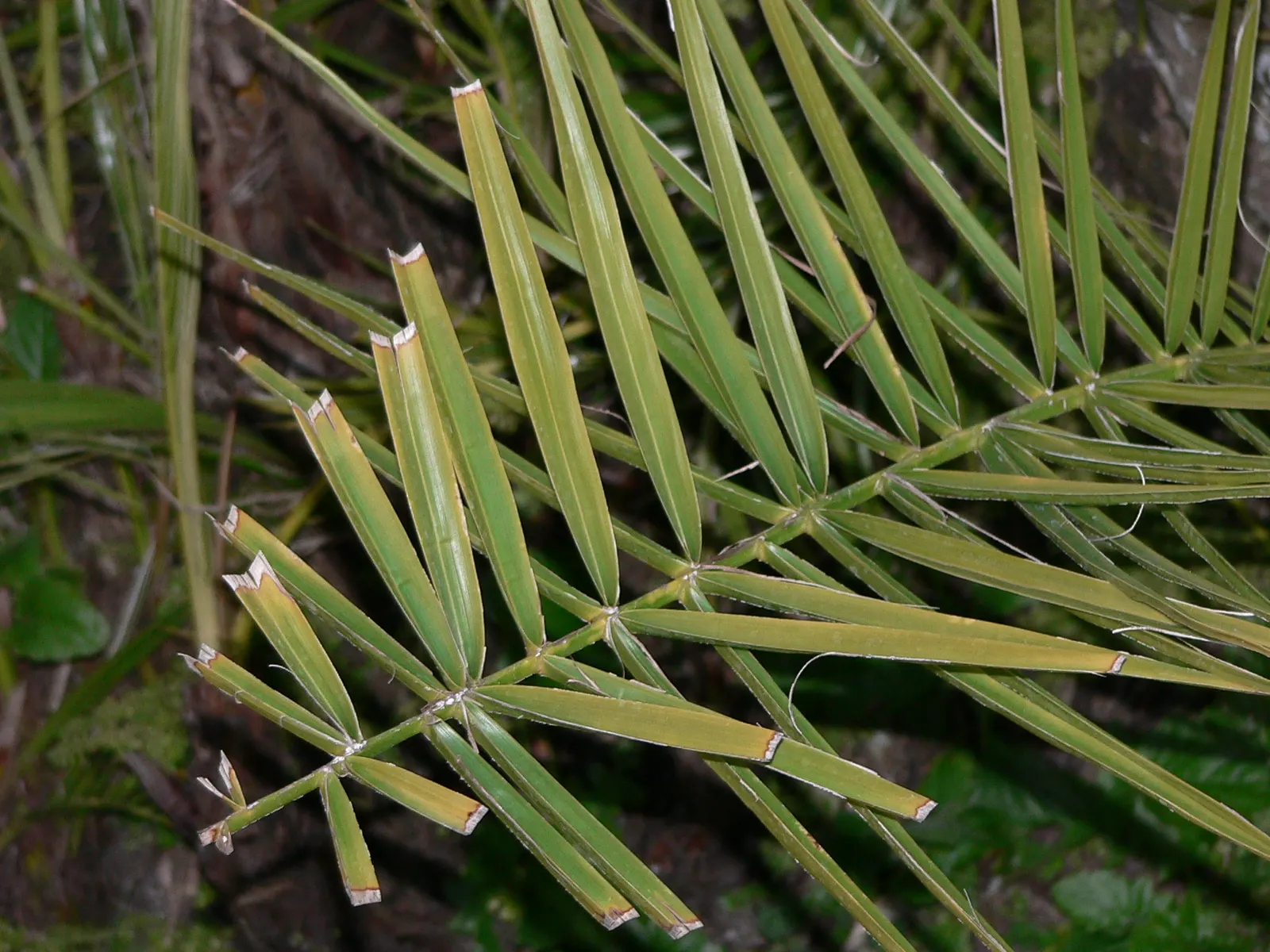 Senegal Date Palm (Phoenix reclinata) — The Senegal Date Palm is fairly versatile - it grows well in both full sun and partial shade