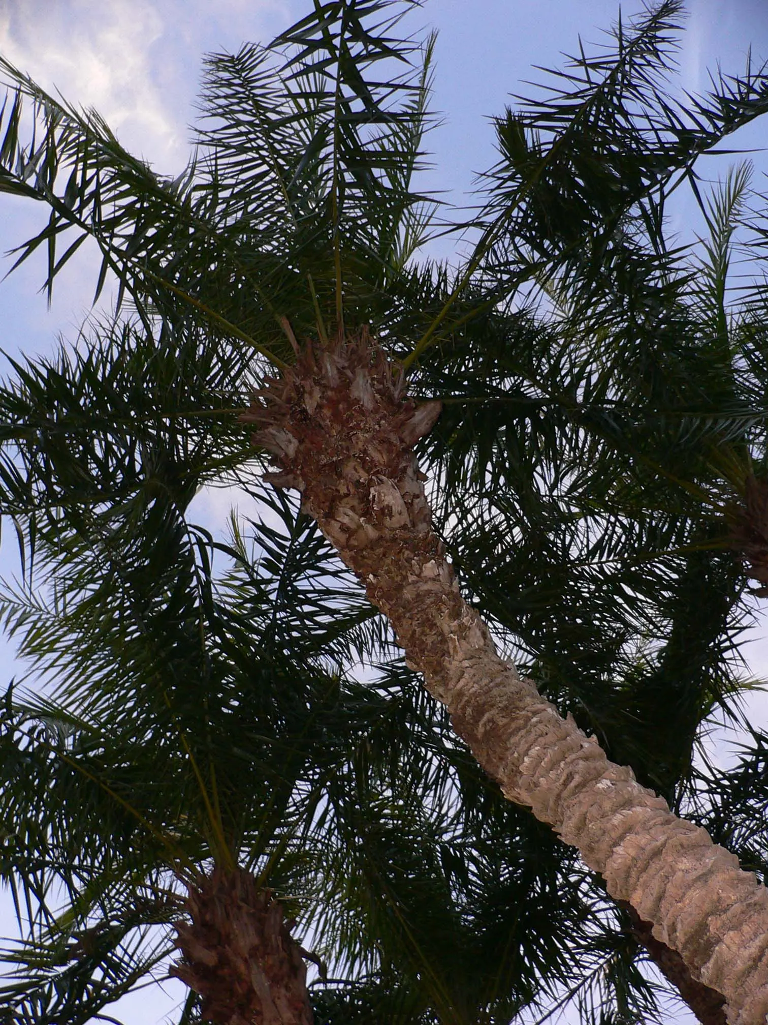 Senegal Date Palm (Phoenix reclinata) — is a graceful and robust species of palm that presents a tropical flair to any landscape design