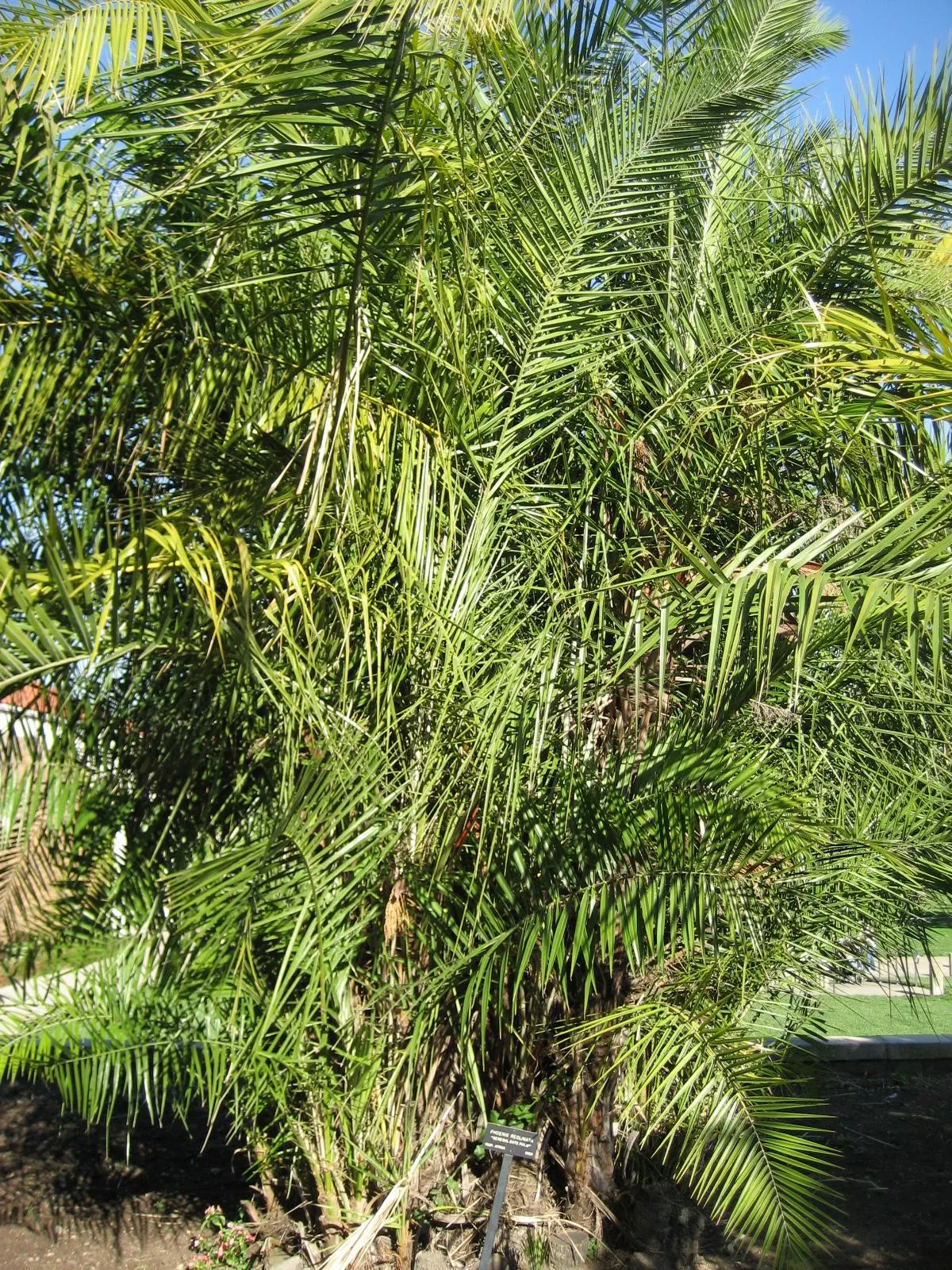 Senegal Date Palm (Phoenix reclinata) — For a compelling visual impact