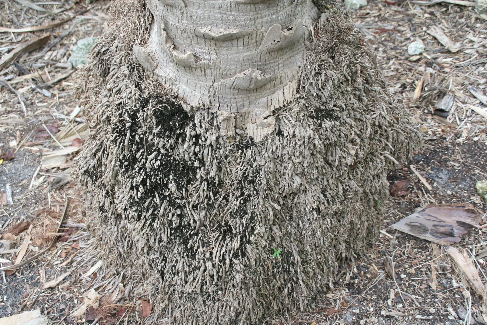 Senegal Date Palm (Phoenix reclinata) — where multiple trunks curve away from the center; for a compelling visual impact