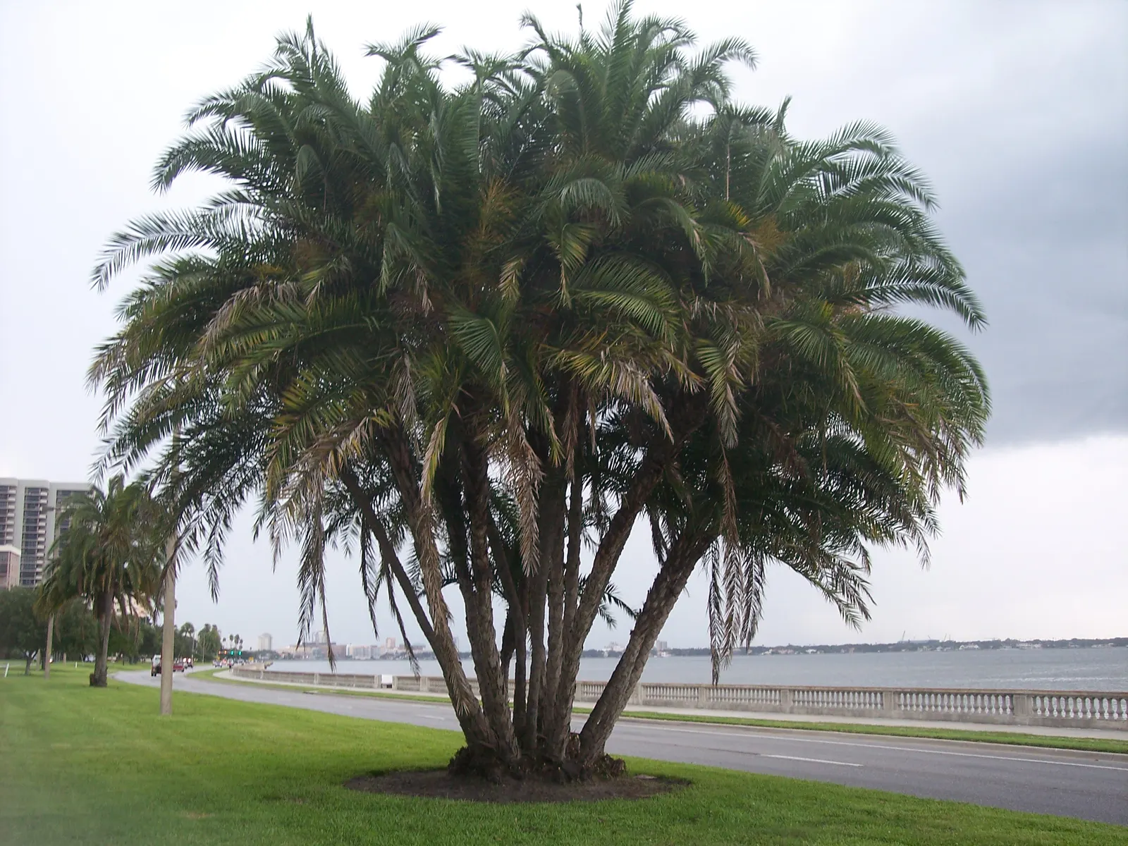 Senegal Date Palm (Phoenix reclinata) — ornamental specimen with a clustering growth pattern