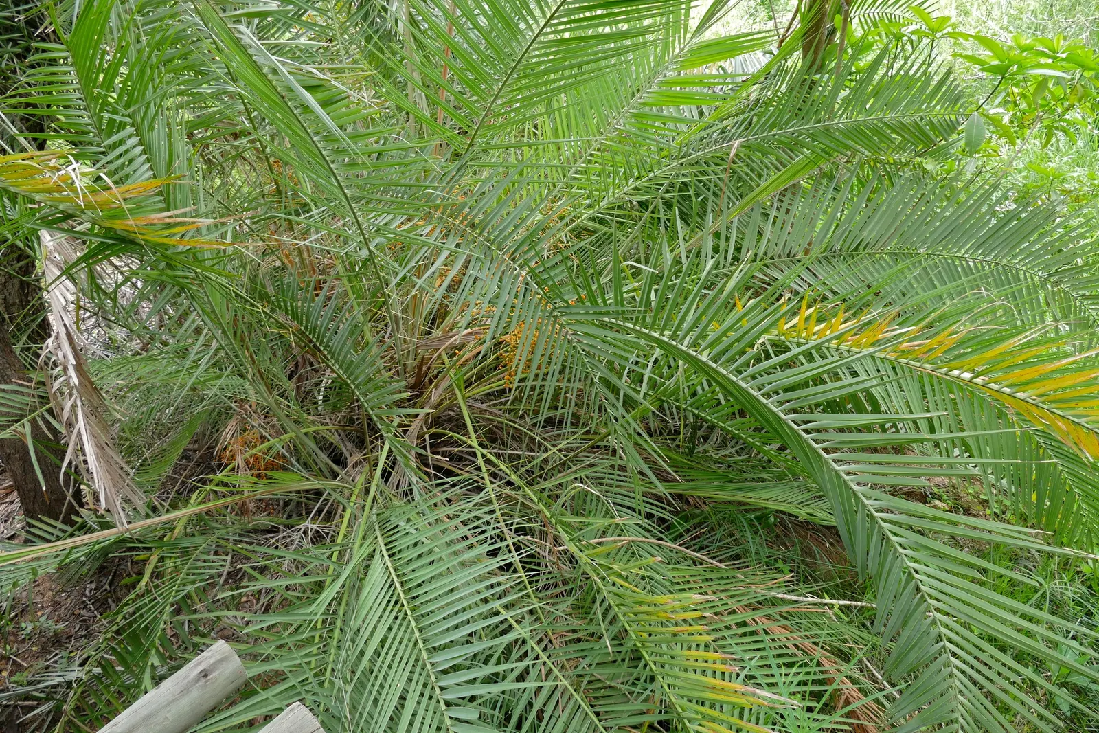 Senegal Date Palm (Phoenix reclinata) — palm for full or half