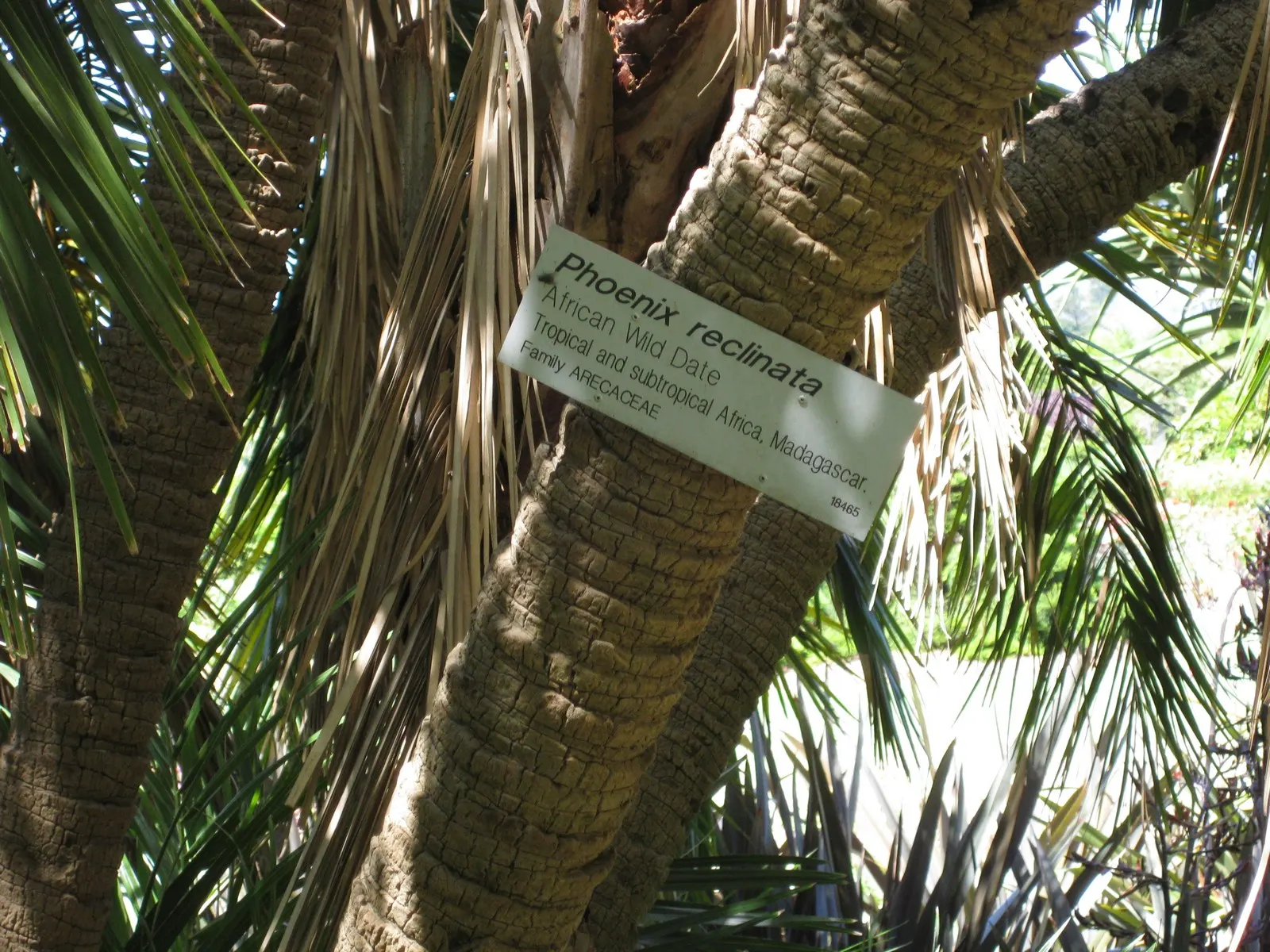 Senegal Date Palm (Phoenix reclinata) — Cold hardy to about 25&deg;F; the pinnate leaves boast a rich green color that imparts a lush aesthetic throughout the