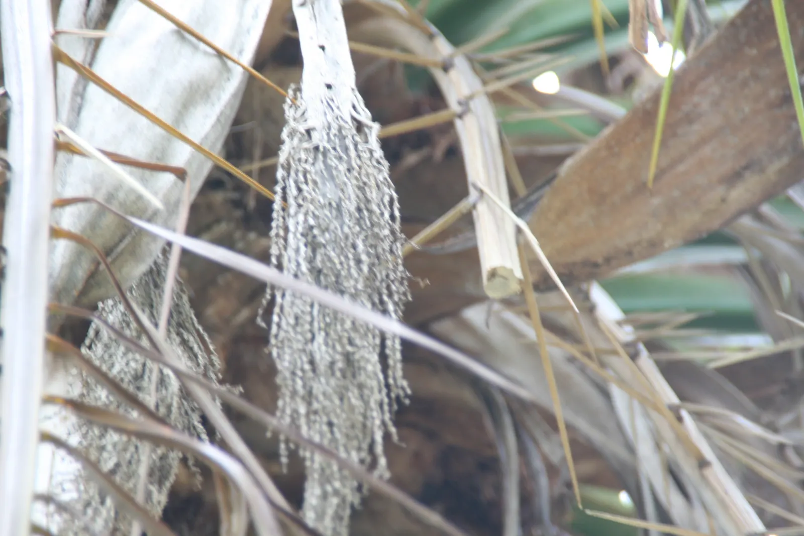 Senegal Date Palm (Phoenix reclinata) — creating a fountain-like appearance; cold hardy to about 25°F