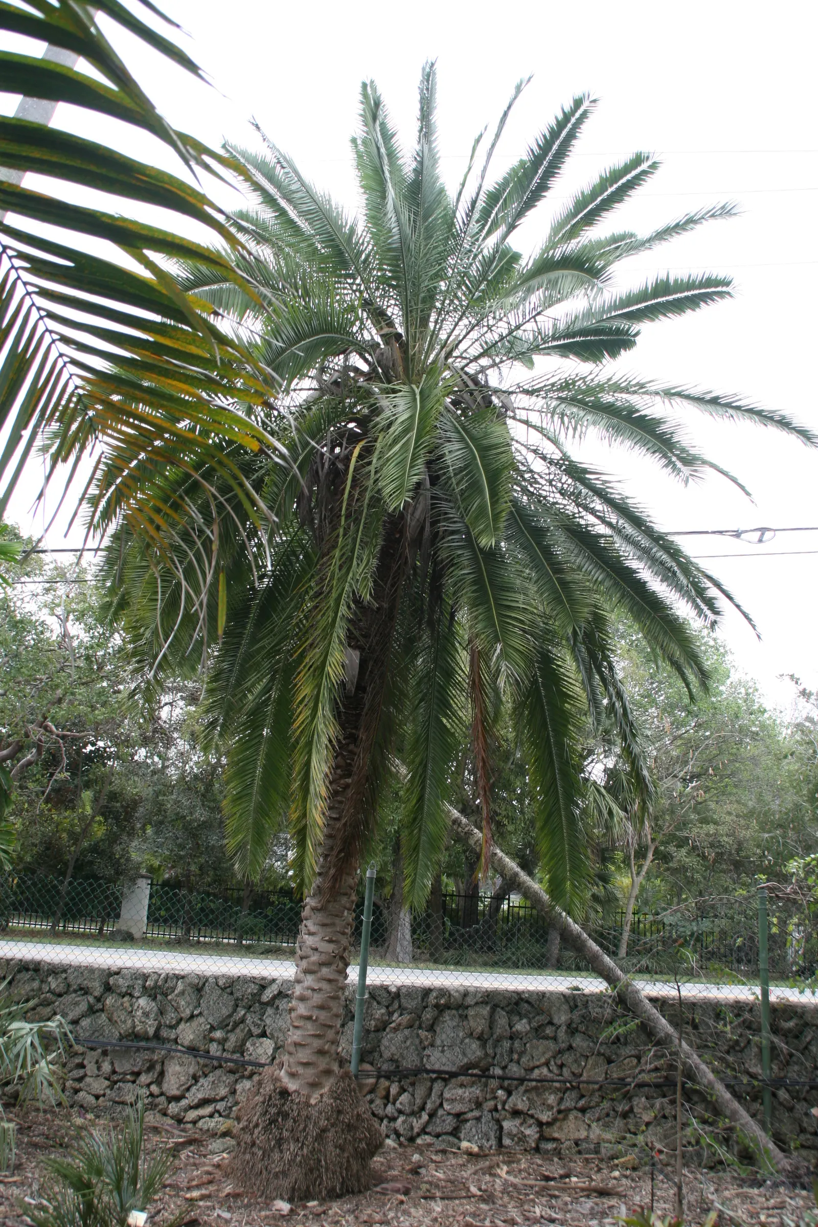 Senegal Date Palm (Phoenix reclinata) — creating a fountain-like appearance