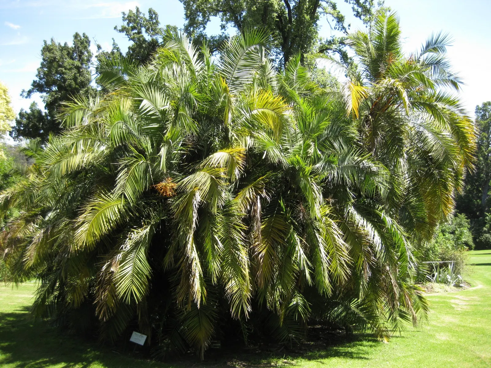 Senegal Date Palm (Phoenix reclinata) — scientifically named Phoenix reclinata; it exhibits moderate tolerance to salt spray