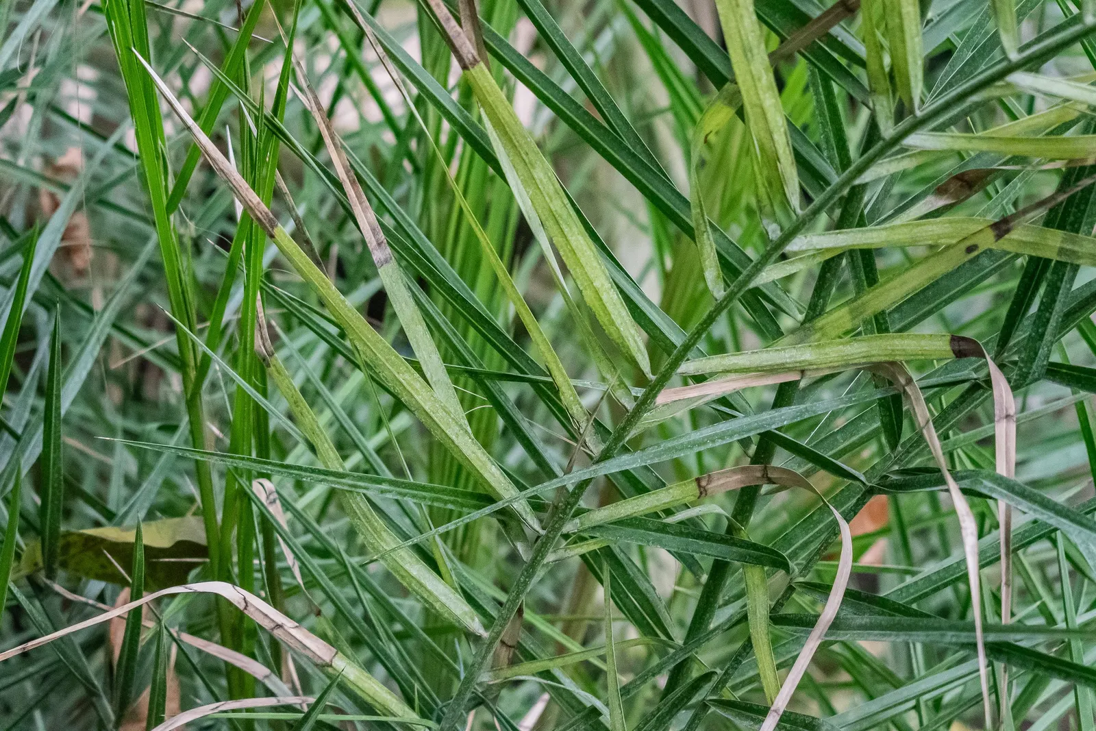 Senegal Date Palm (Phoenix reclinata) — It exhibits moderate tolerance to salt spray; adds exotic appeal, ideal for focal points in large-scale designs