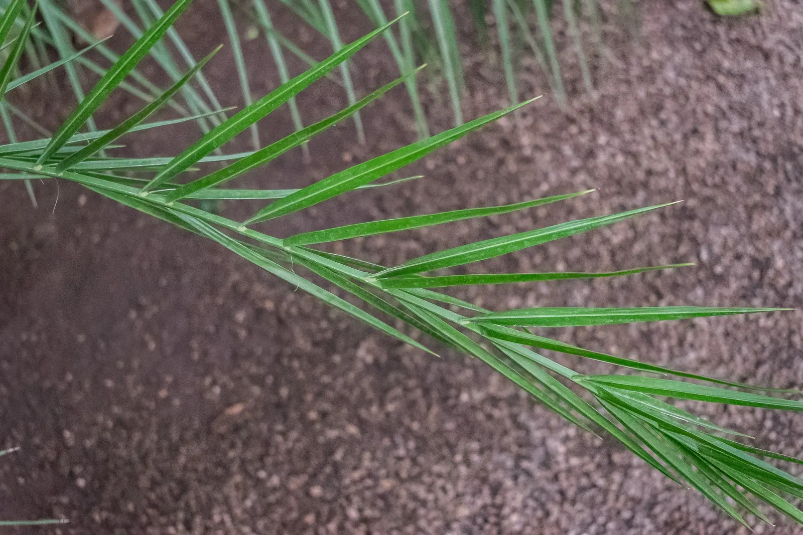 Senegal Date Palm (Phoenix reclinata) — Prefers full sun, adapts to various soils, requires moderate water