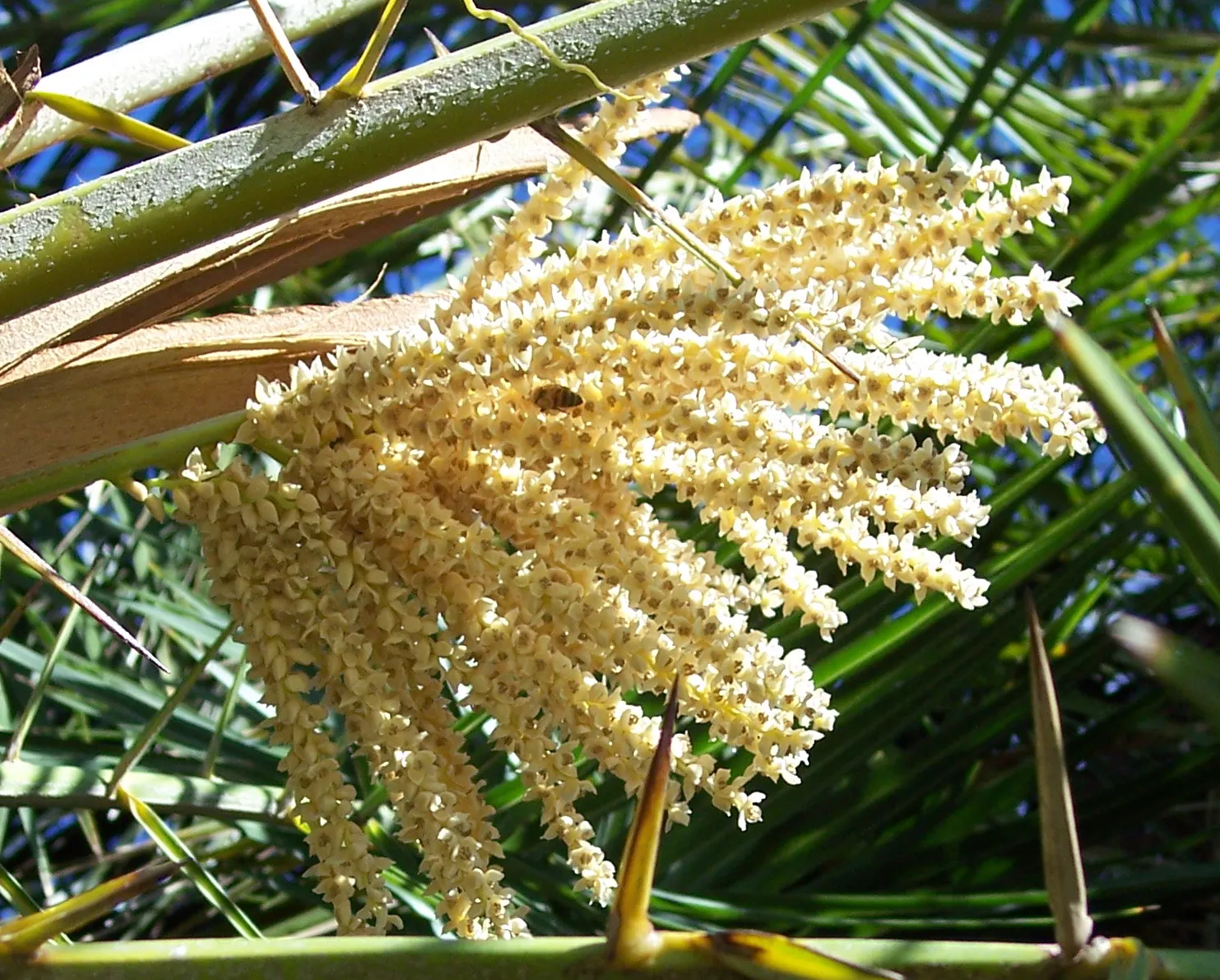 Senegal Date Palm (Phoenix reclinata) — Prefers full sun, adapts to various soils, requires moderate water; suckering habit can crowd landscape if not pruned