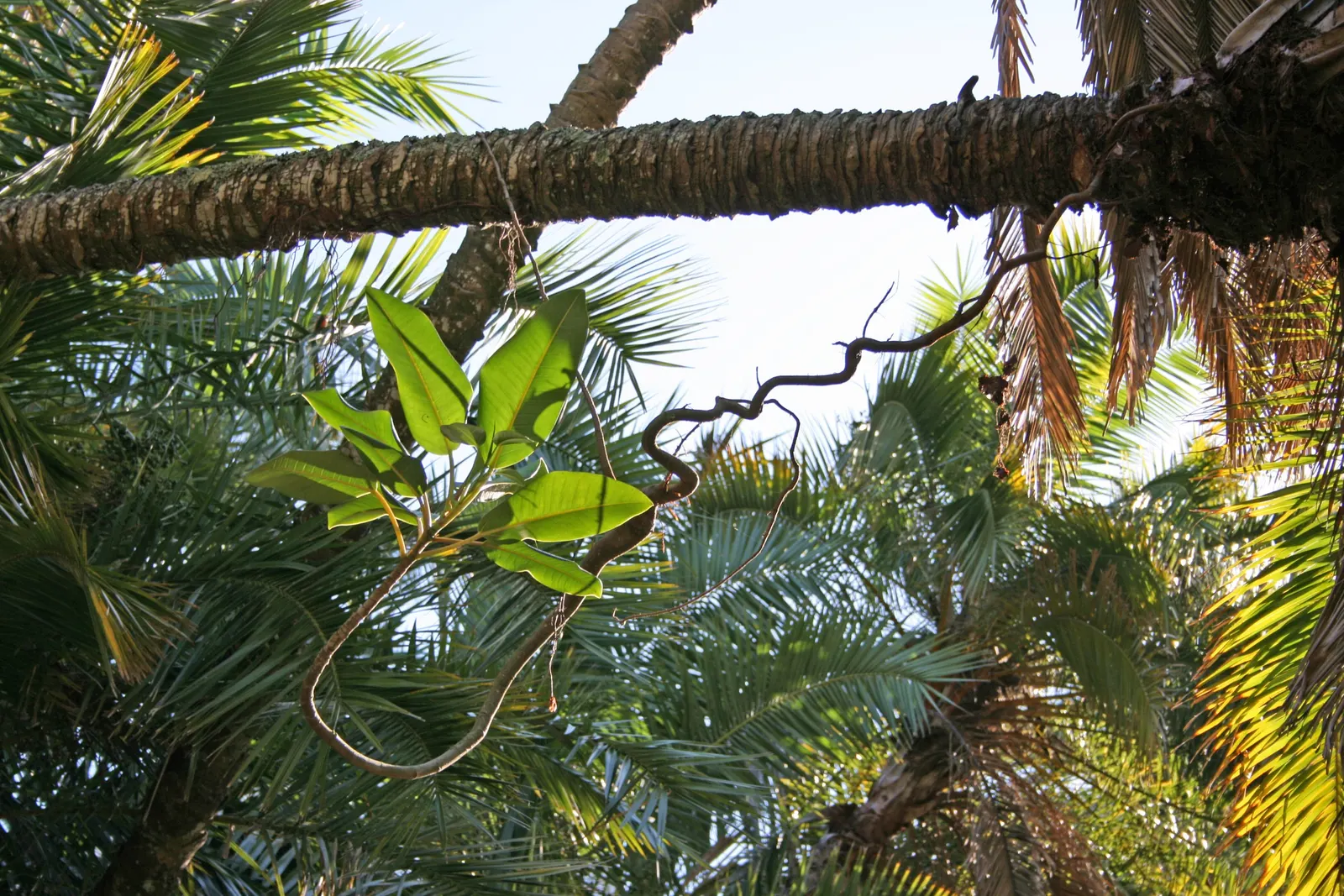 Senegal Date Palm (Phoenix reclinata) — scientifically named Phoenix reclinata