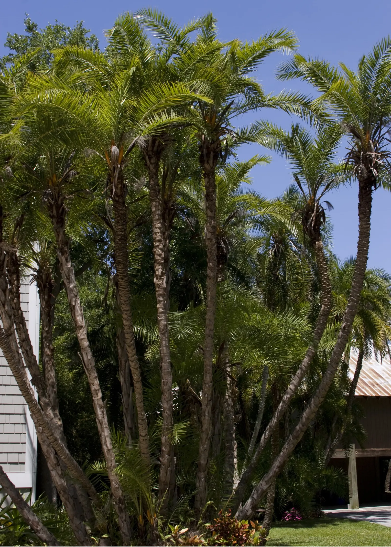 Senegal Date Palm (Phoenix reclinata) — where multiple trunks curve away from the center