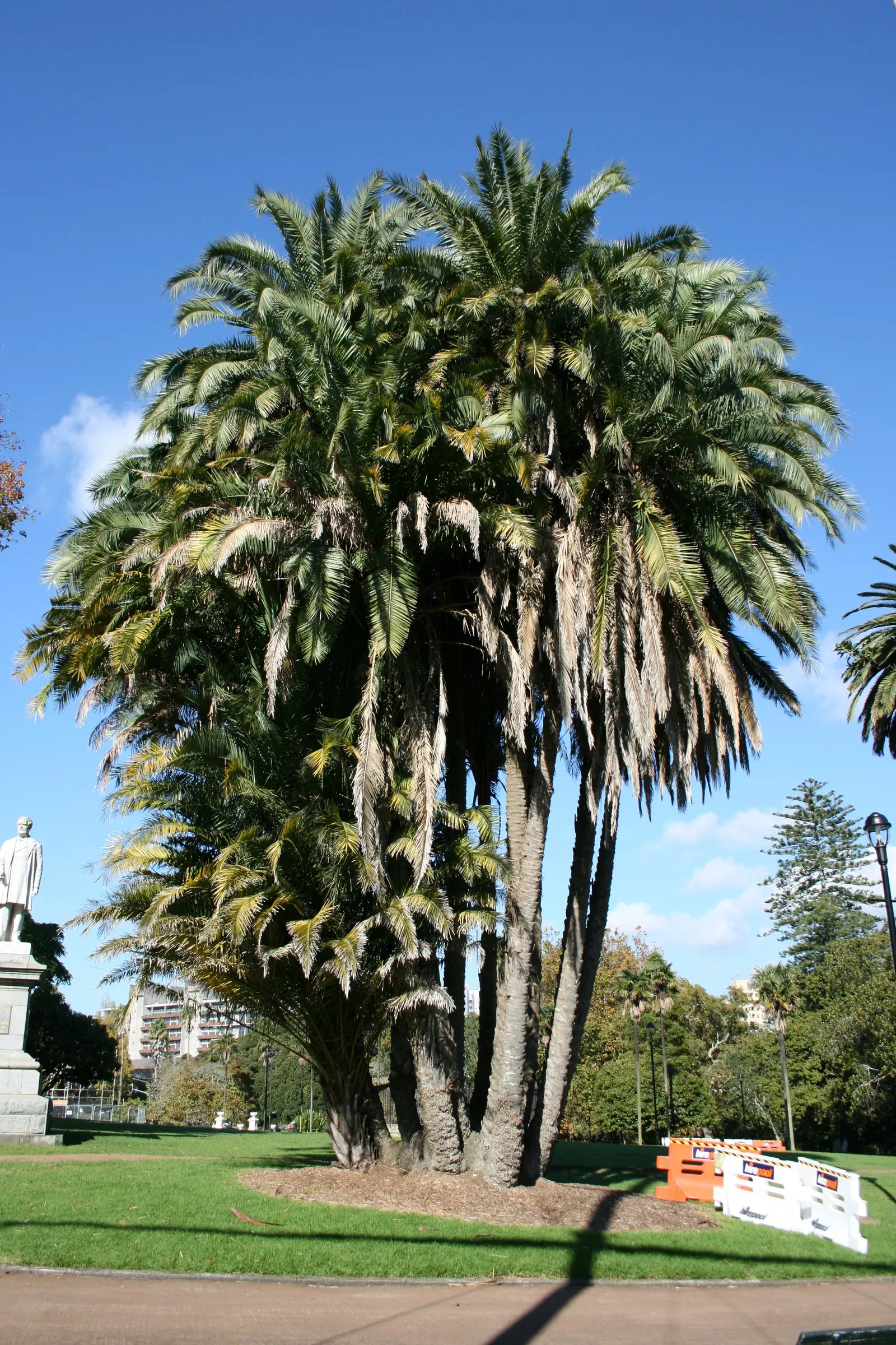 Senegal Date Palm (Phoenix reclinata) — The Senegal Date Palm is fairly versatile - it grows well in both full sun and partial shade; palm for full or half