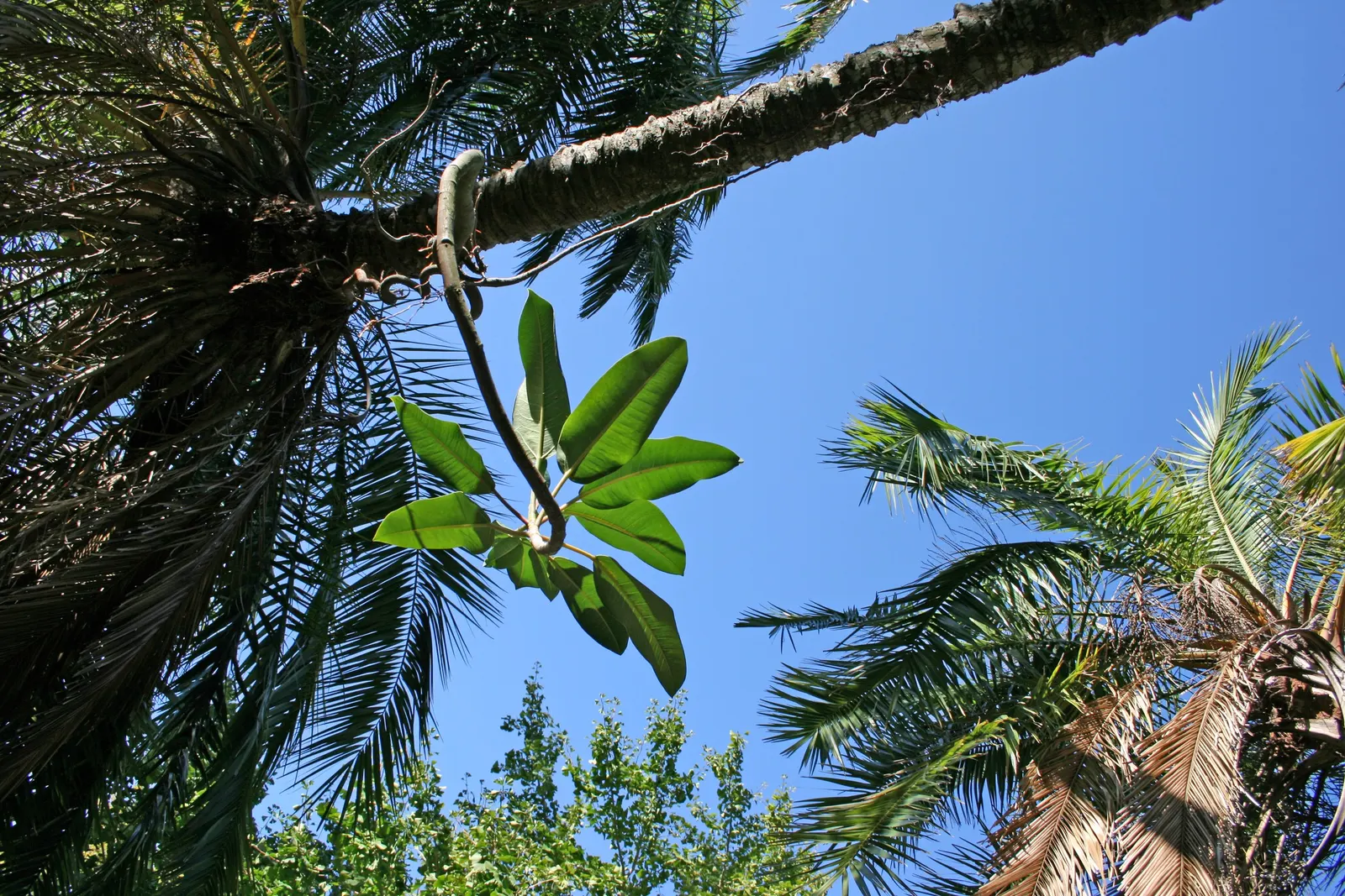 Senegal Date Palm (Phoenix reclinata) — Displays gracefully arching fronds, reaching 10 feet long