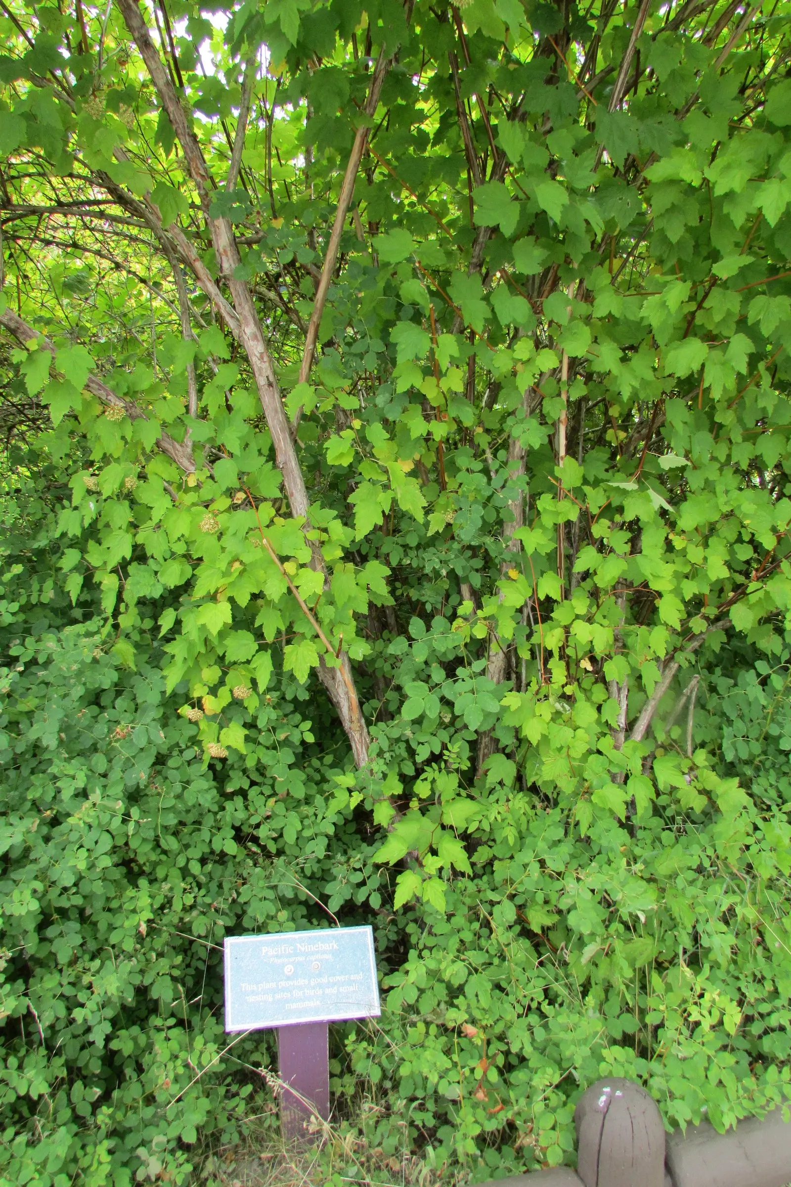 Ninebark (Physocarpus Capitatus) — shrub for full or half